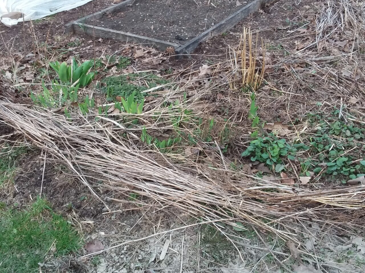 Garden where stems are used as borders.