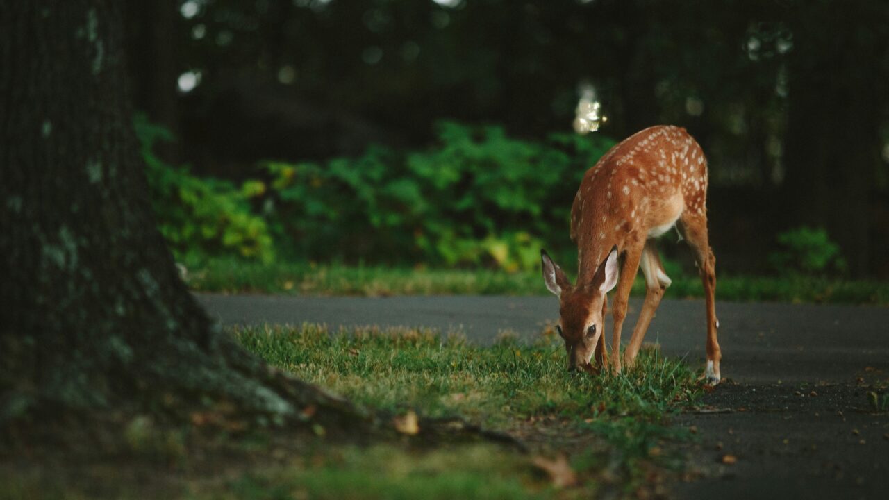 Deer nibbling on lawn in a neighborhood.