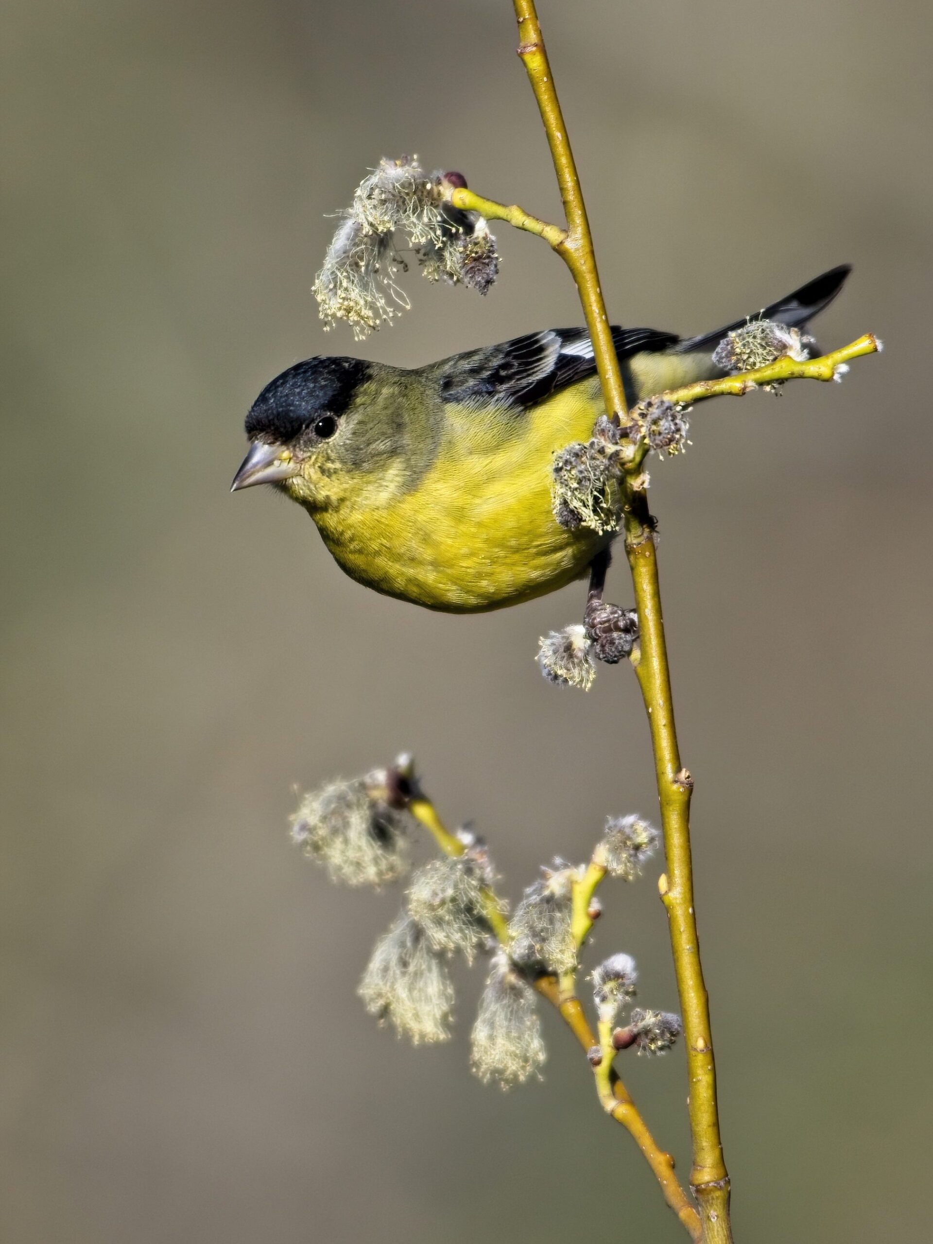 black, green, and yellow goldfinch on a flowering yellow willow stem