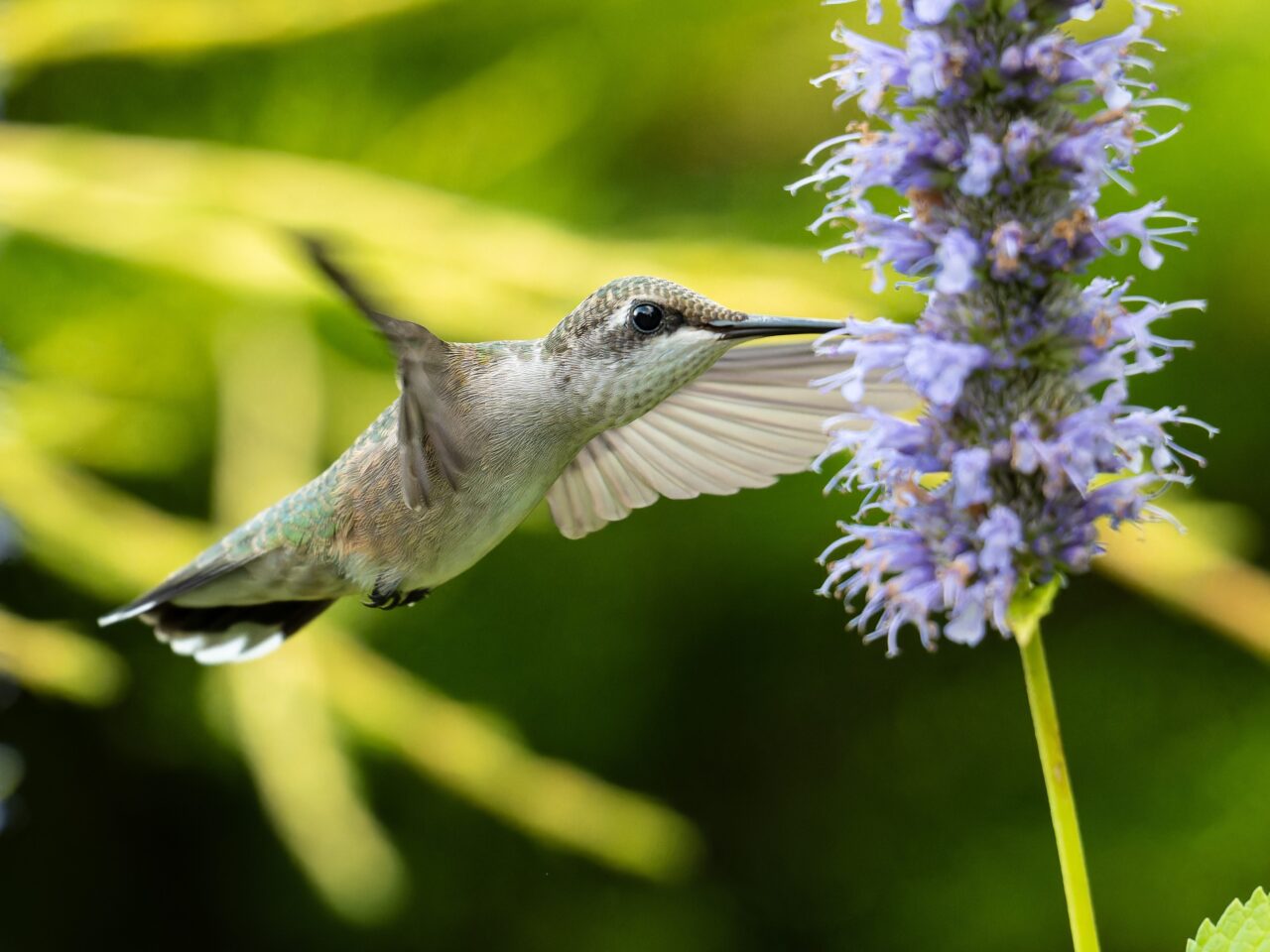 gray white hummingbird feeding on a purple flower