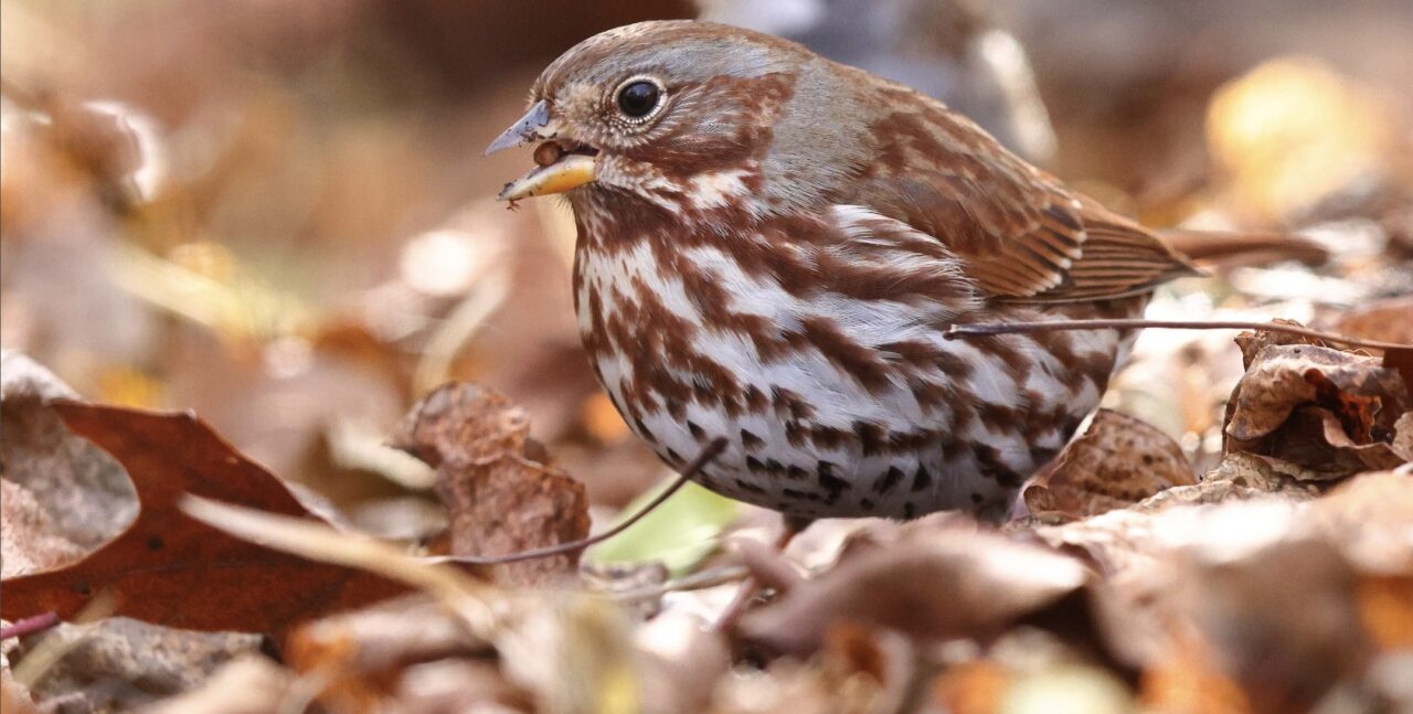 Speckled brown, white, and gray sparrow in the leaf litter.