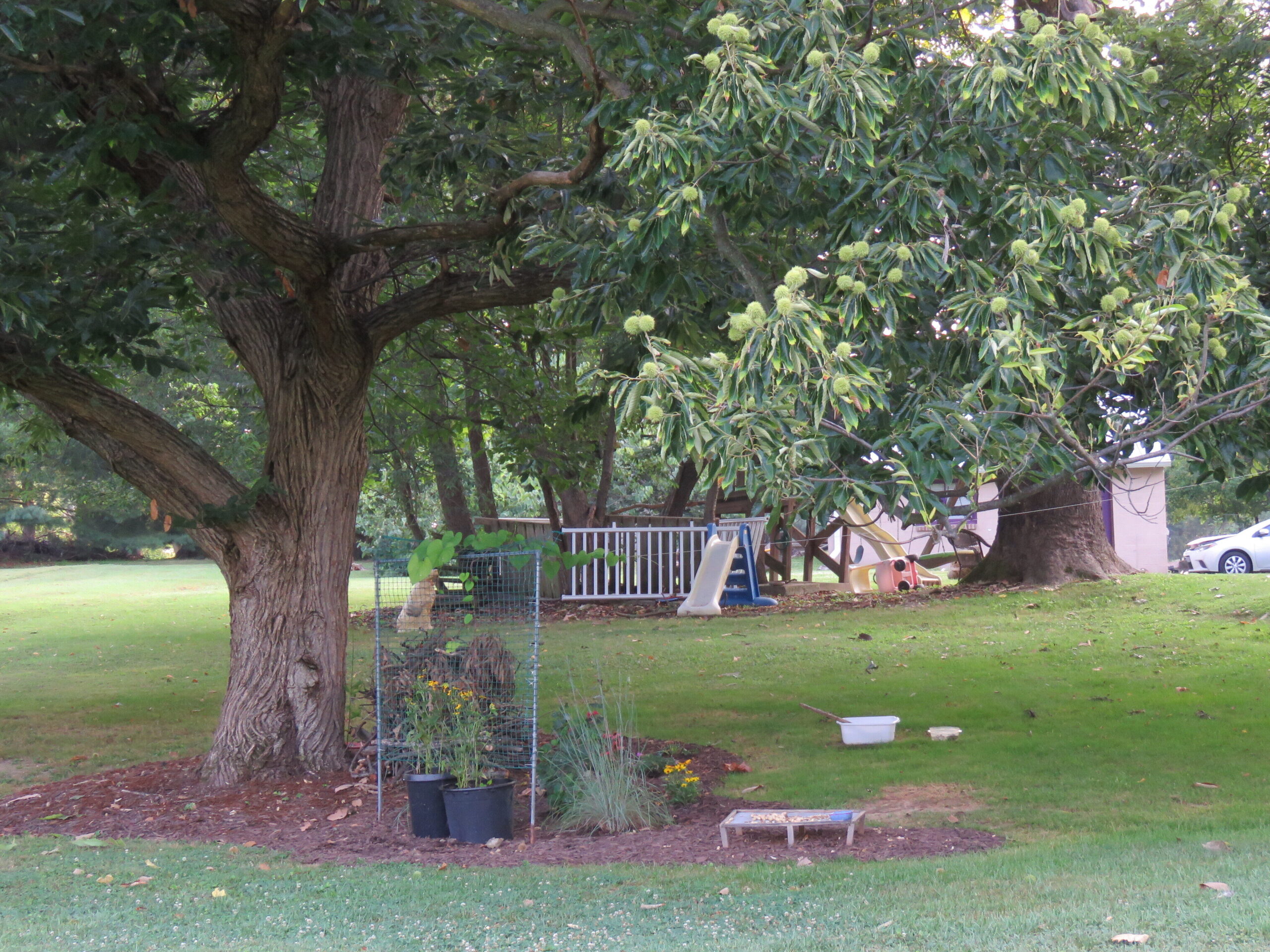 A lawn with some mature trees and a new native plant garden bed