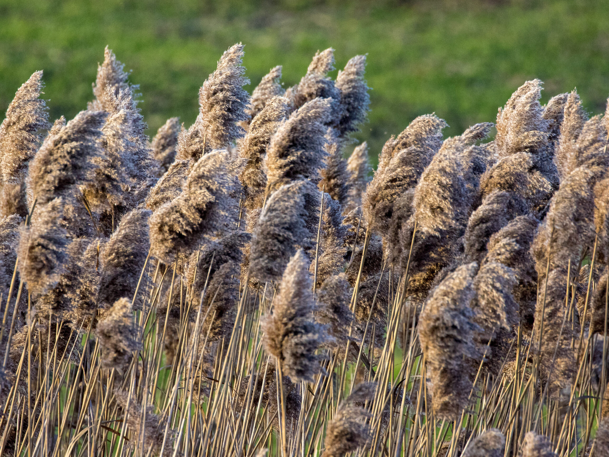 Brown tall phragmites seed heads blowing in the wind.