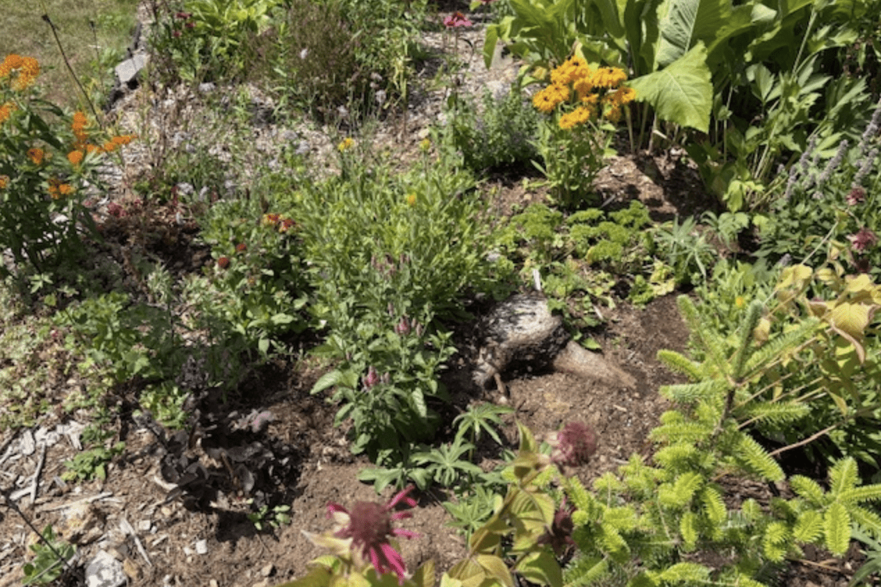 Small garden with lots of green plants, yellow and orange flowers.