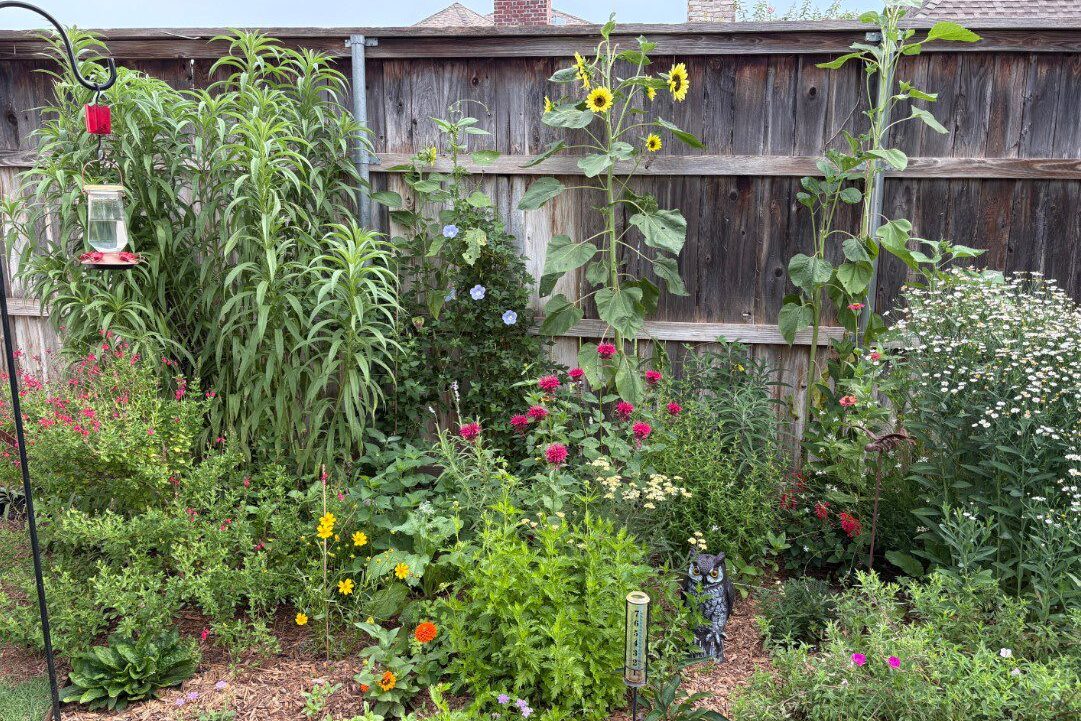 Garden with a hummingbird feeder and lots of bright red and yellow flowers to attract birds, bees, and butterflies.