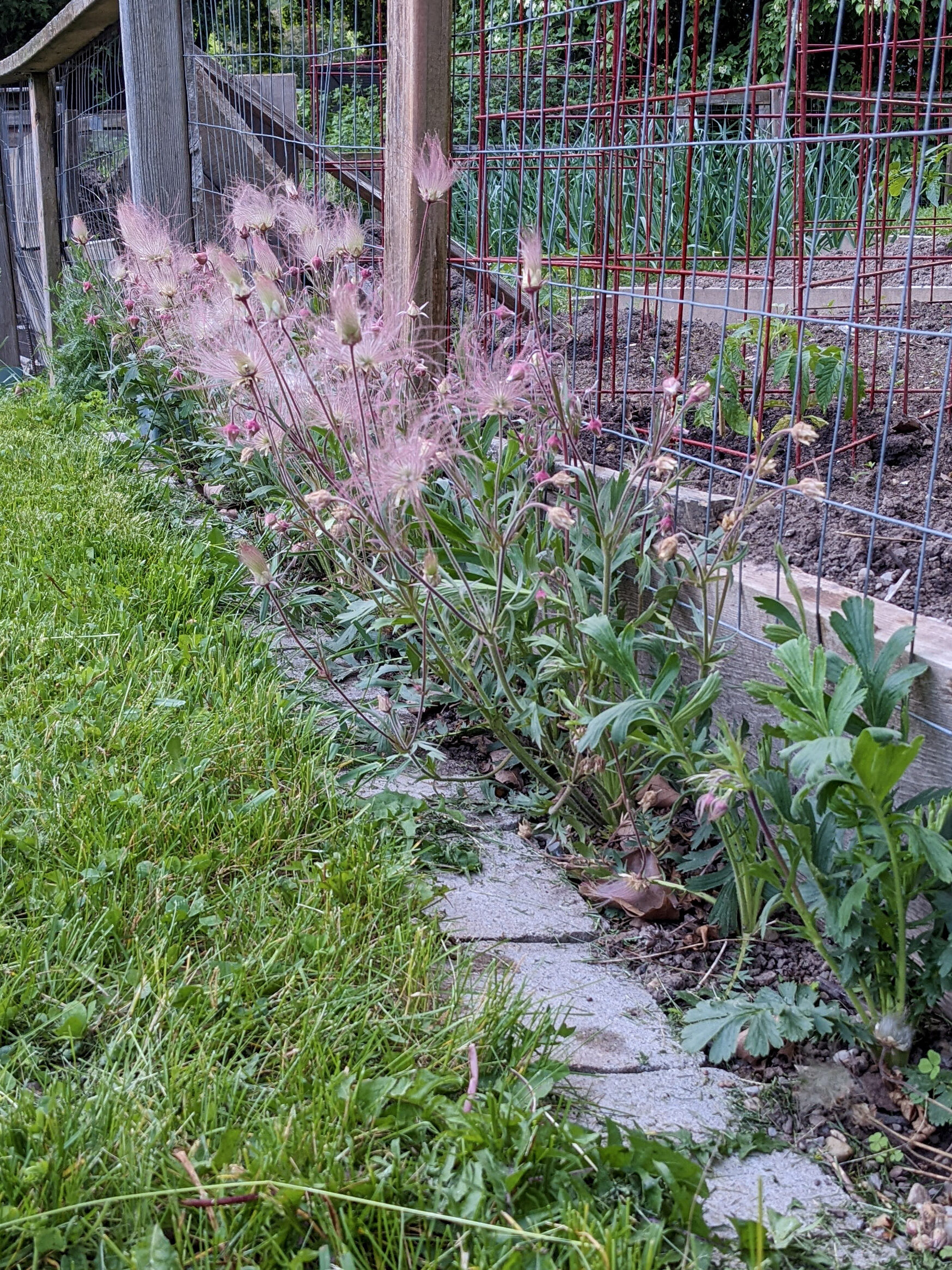 Native plants form a neater edge beside the lawn