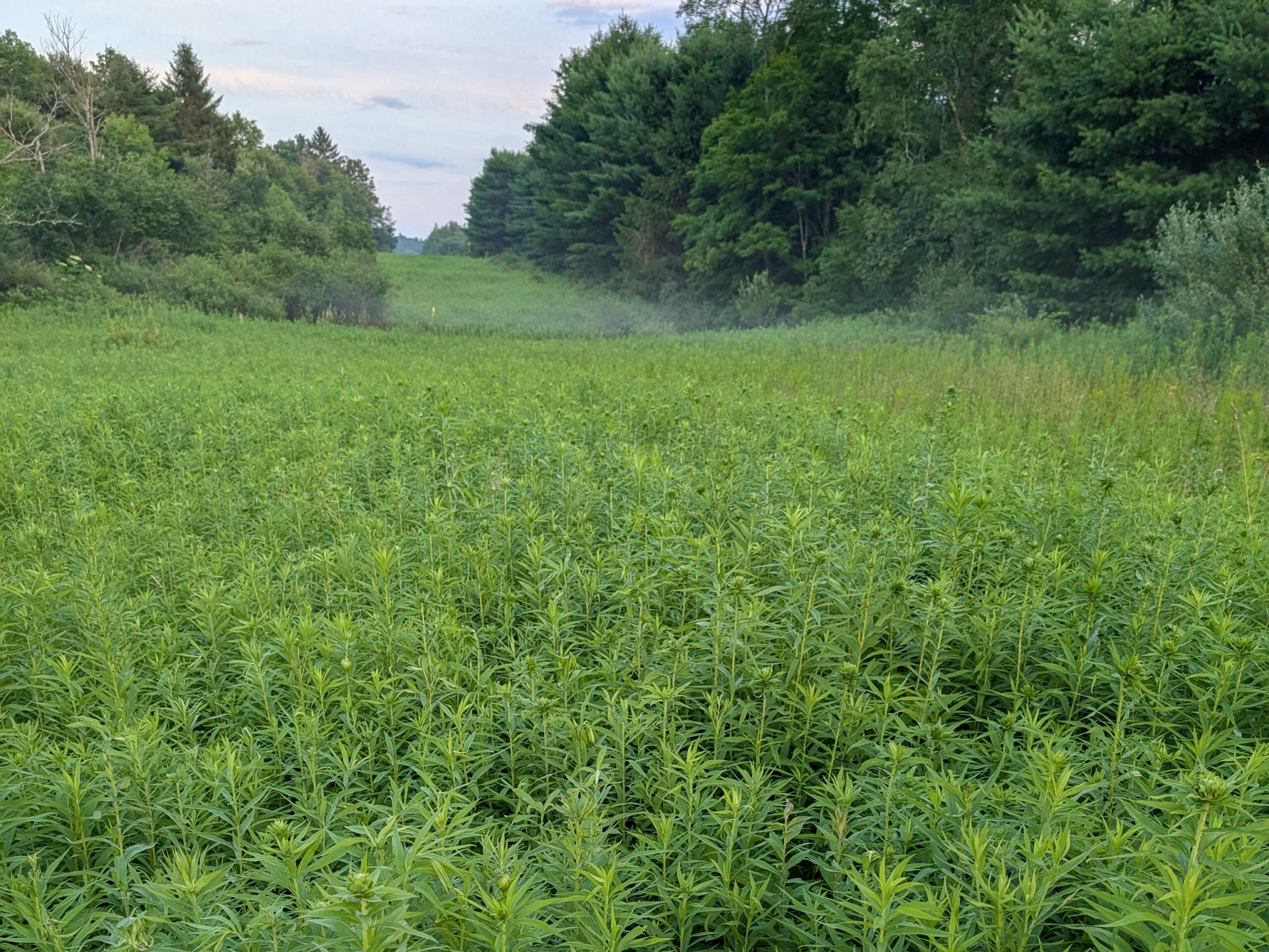 A large patch of green plants.