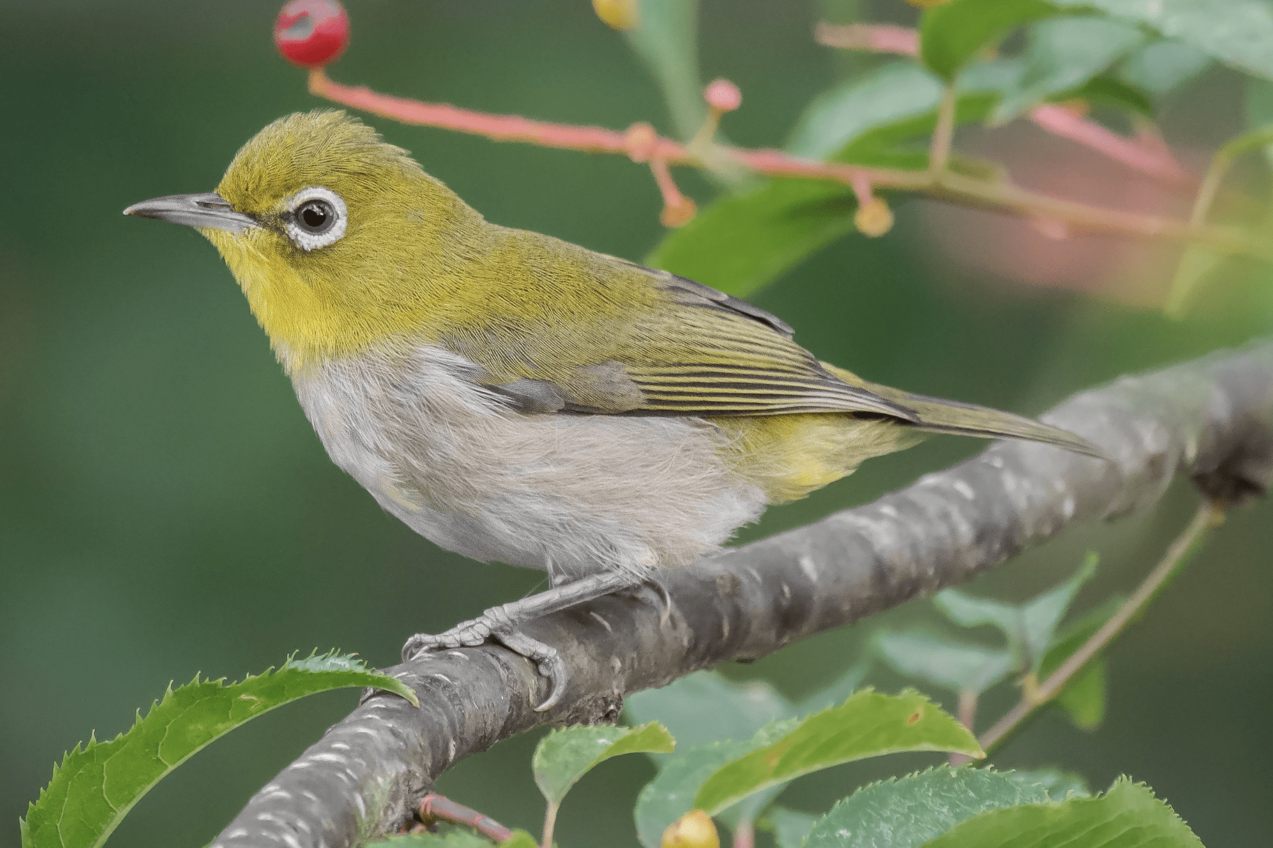Light yellow and olive bird with a distinct white eye ring perched on a tree branch.