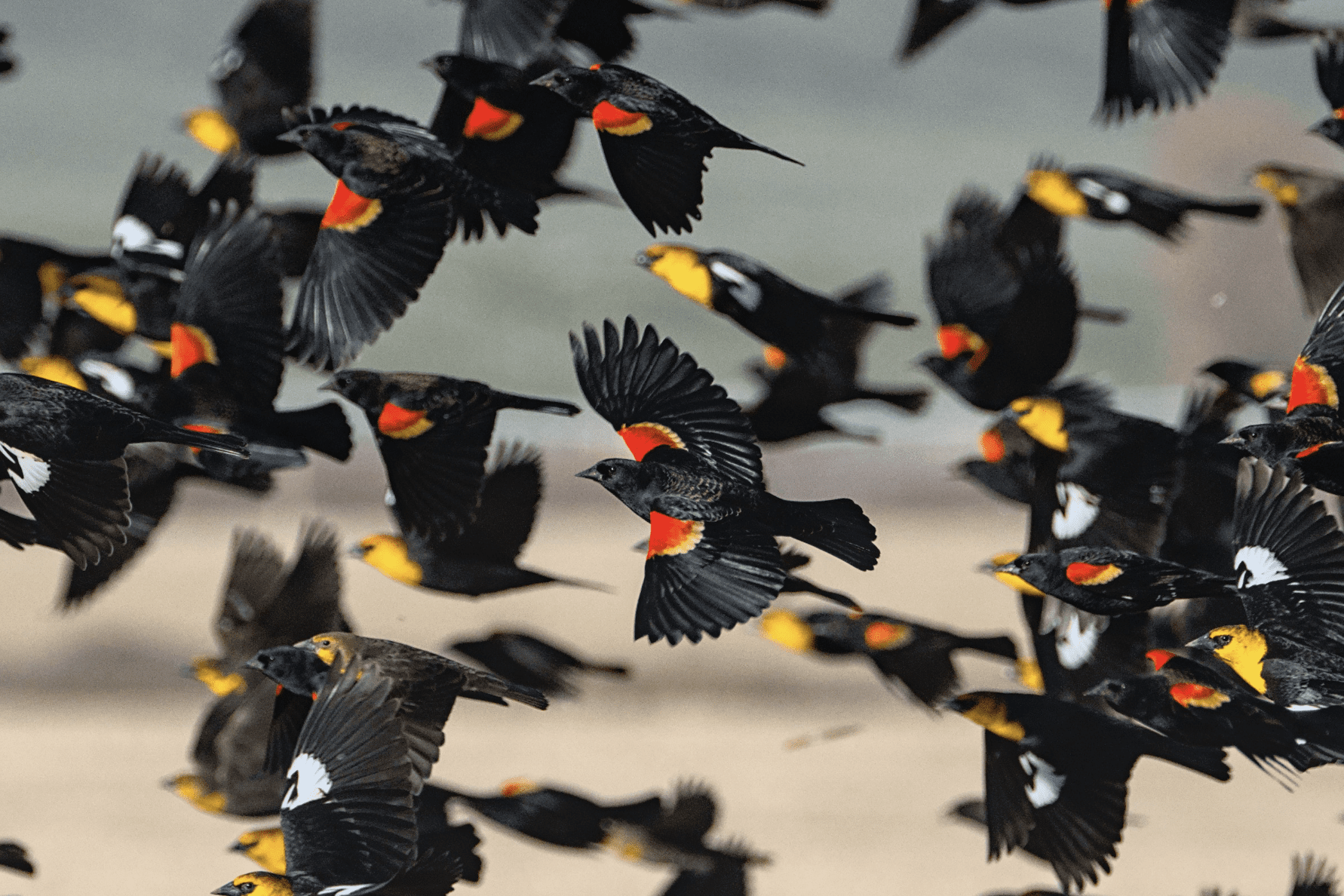 Flock of blackbirds with bright streaks of red and yellow standing out amongst the flying group.
