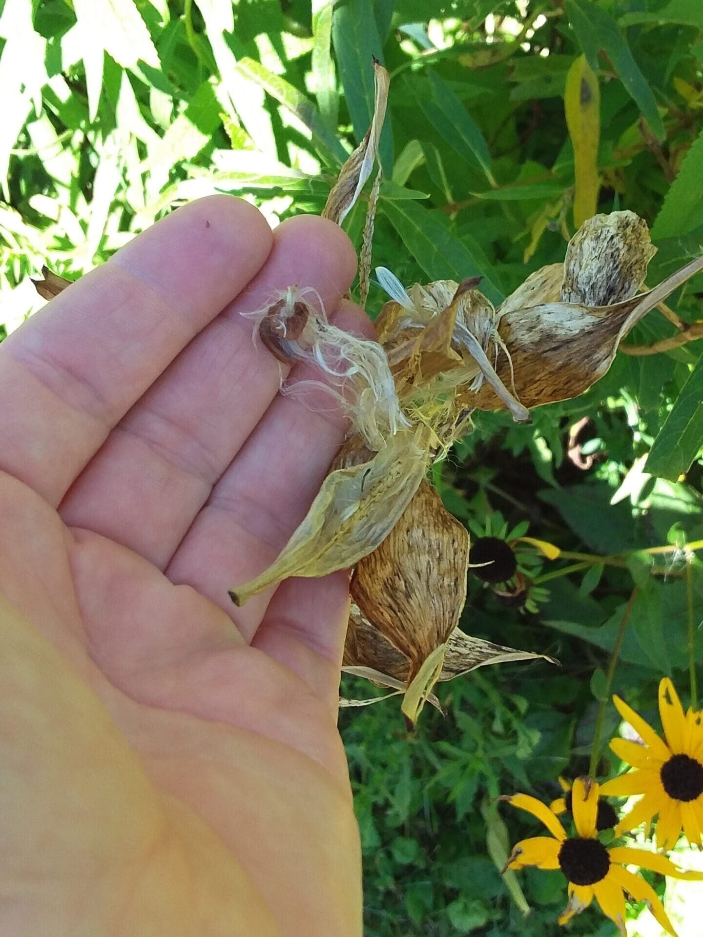 Hand showing the seeds in the pod of a plant.