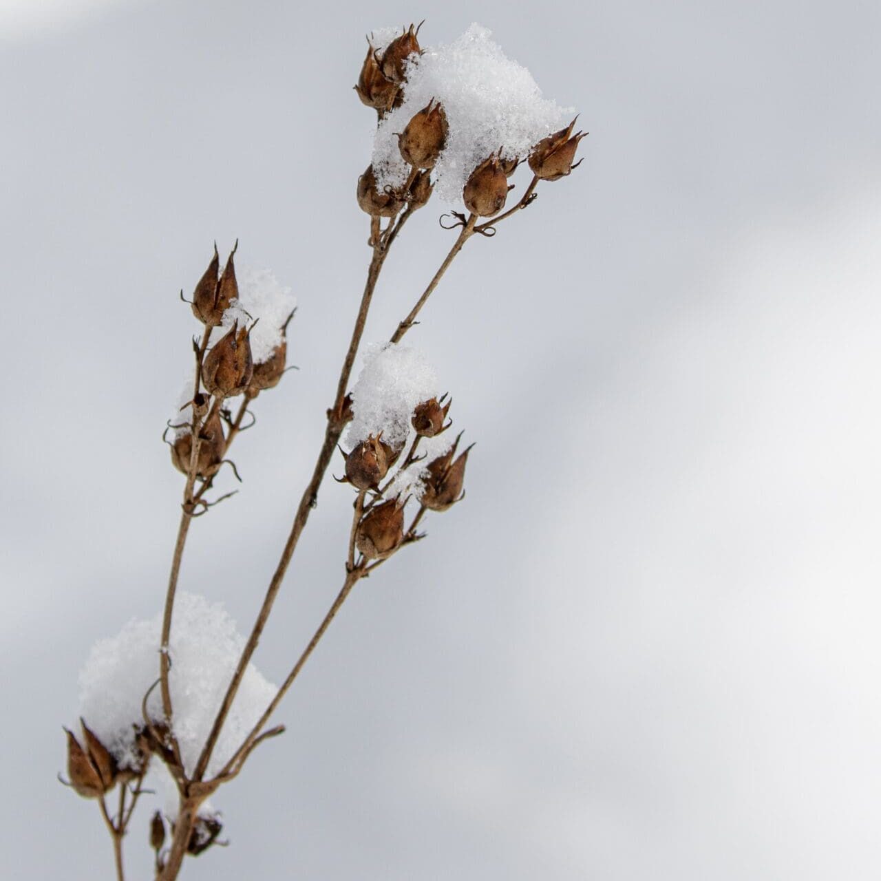 Dried flowers with snow on the tips.