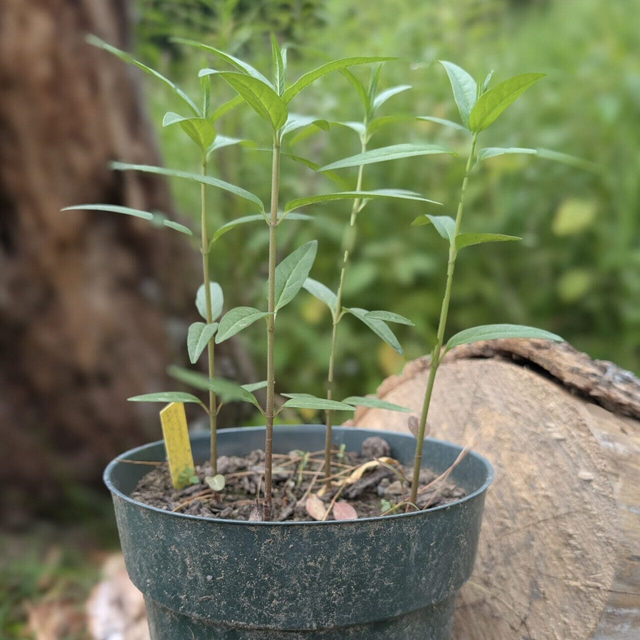 Pot of milkweed with happy green stalks growing upwards.
