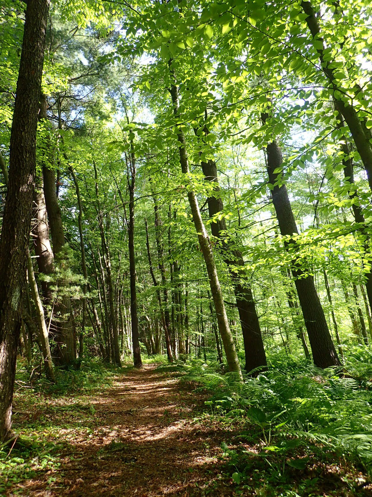 Northeast forest path.