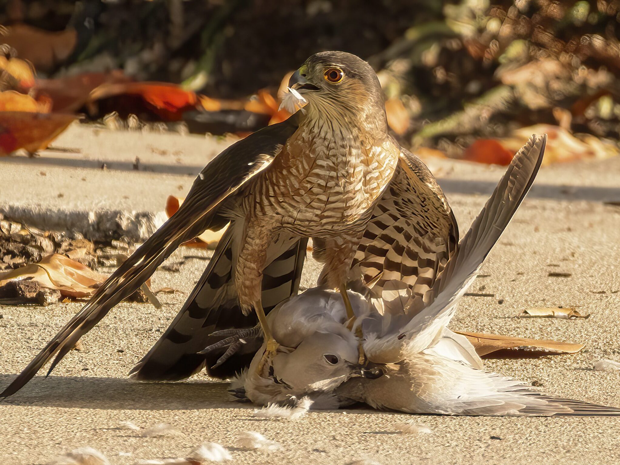 Sharp-shinned Hawk eating another bird.