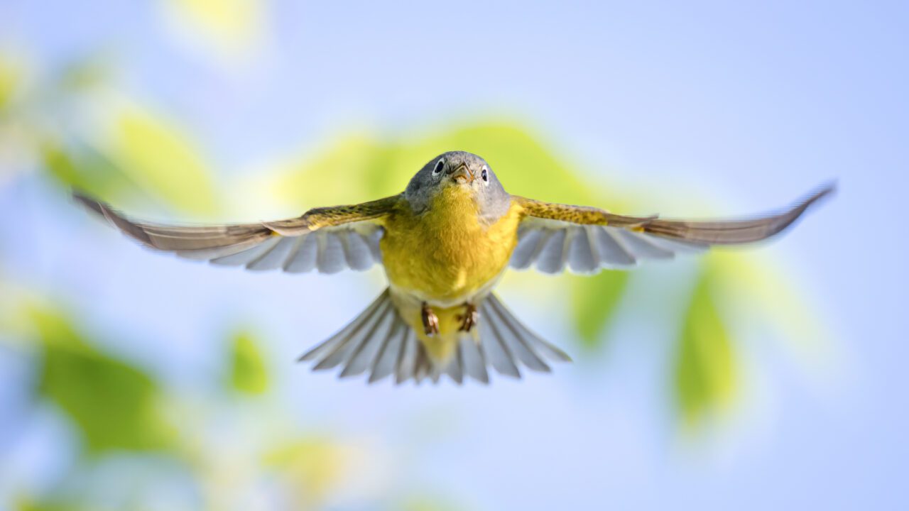 Nashville Warbler flying.