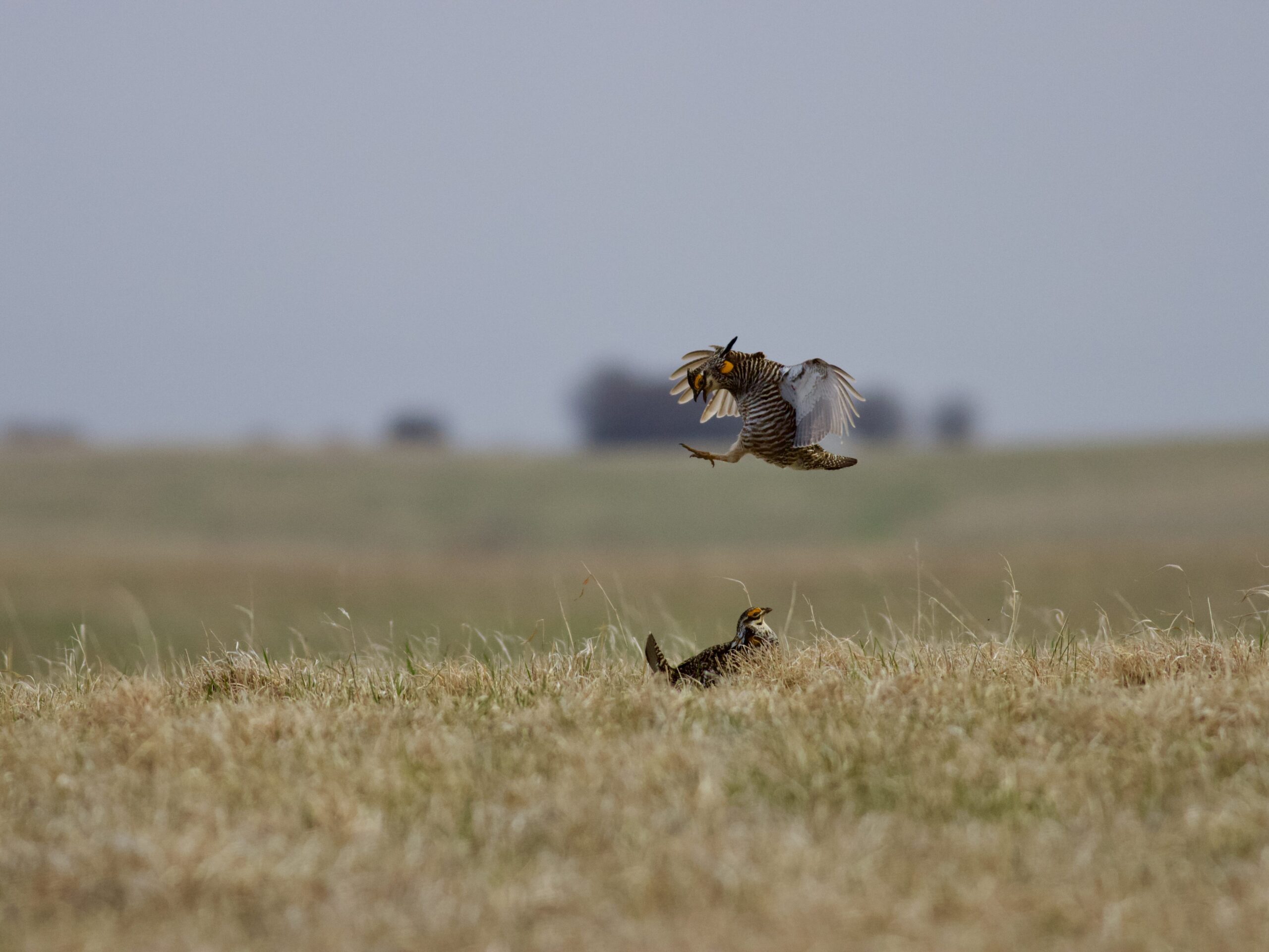 Greater Prairie-Chickens displaying in a field of grass.