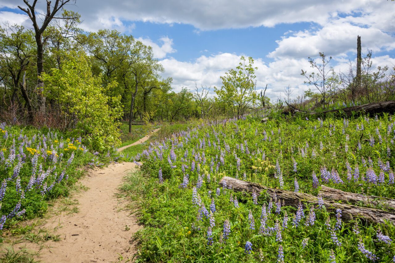 Oak savannah habitat with blooming lupine.