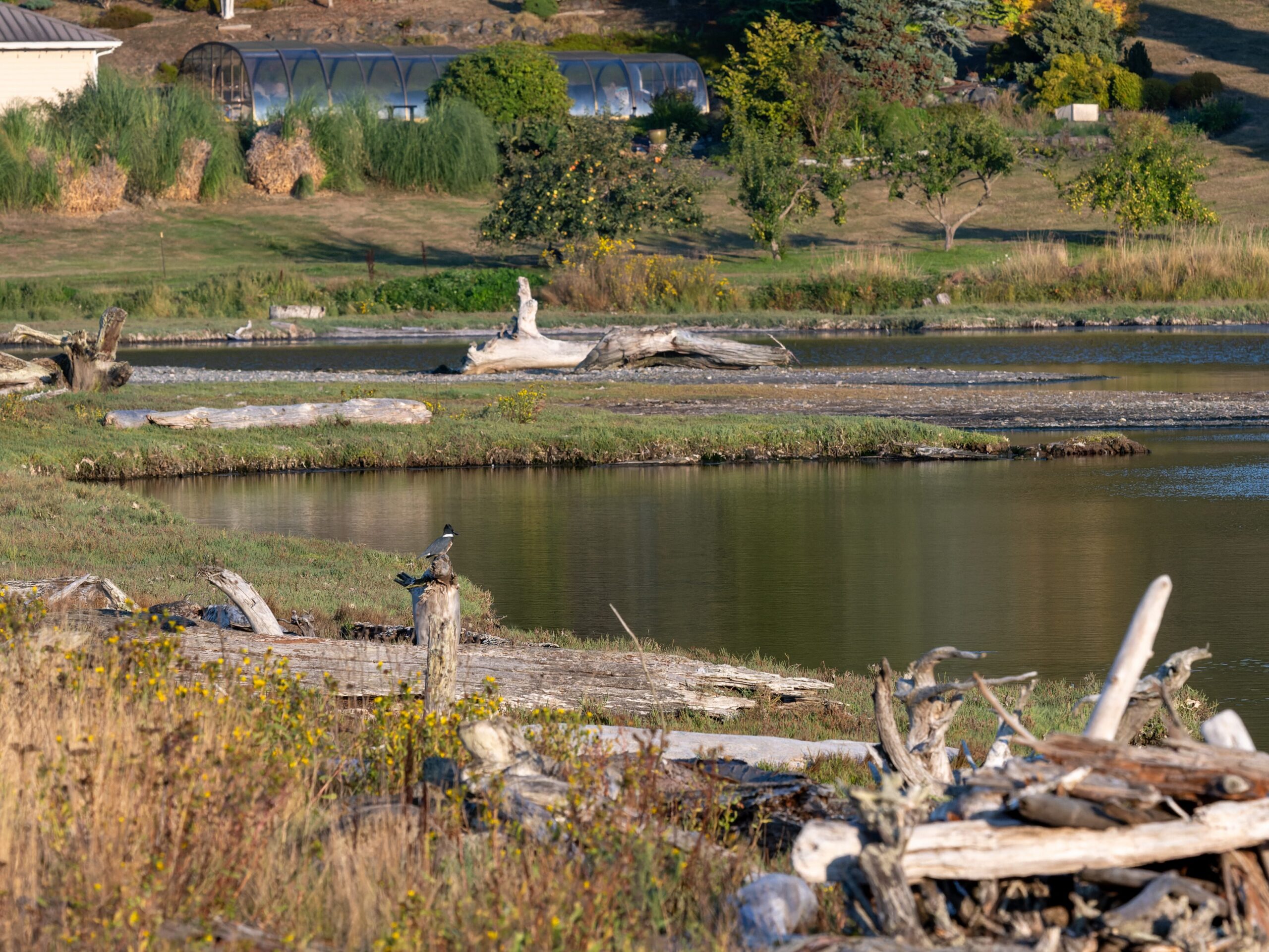 Water feature with brush piles on property in Washington.