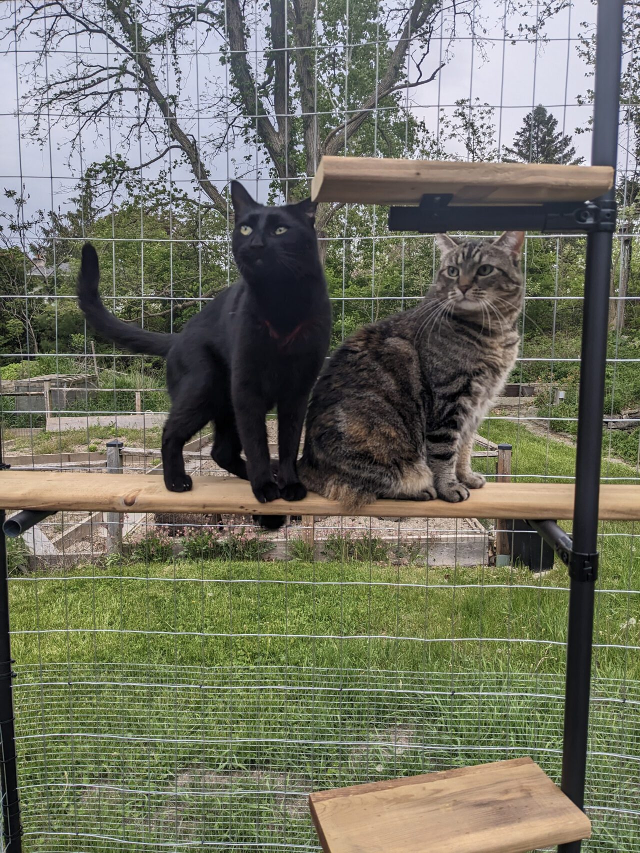 Two cats in a catio.