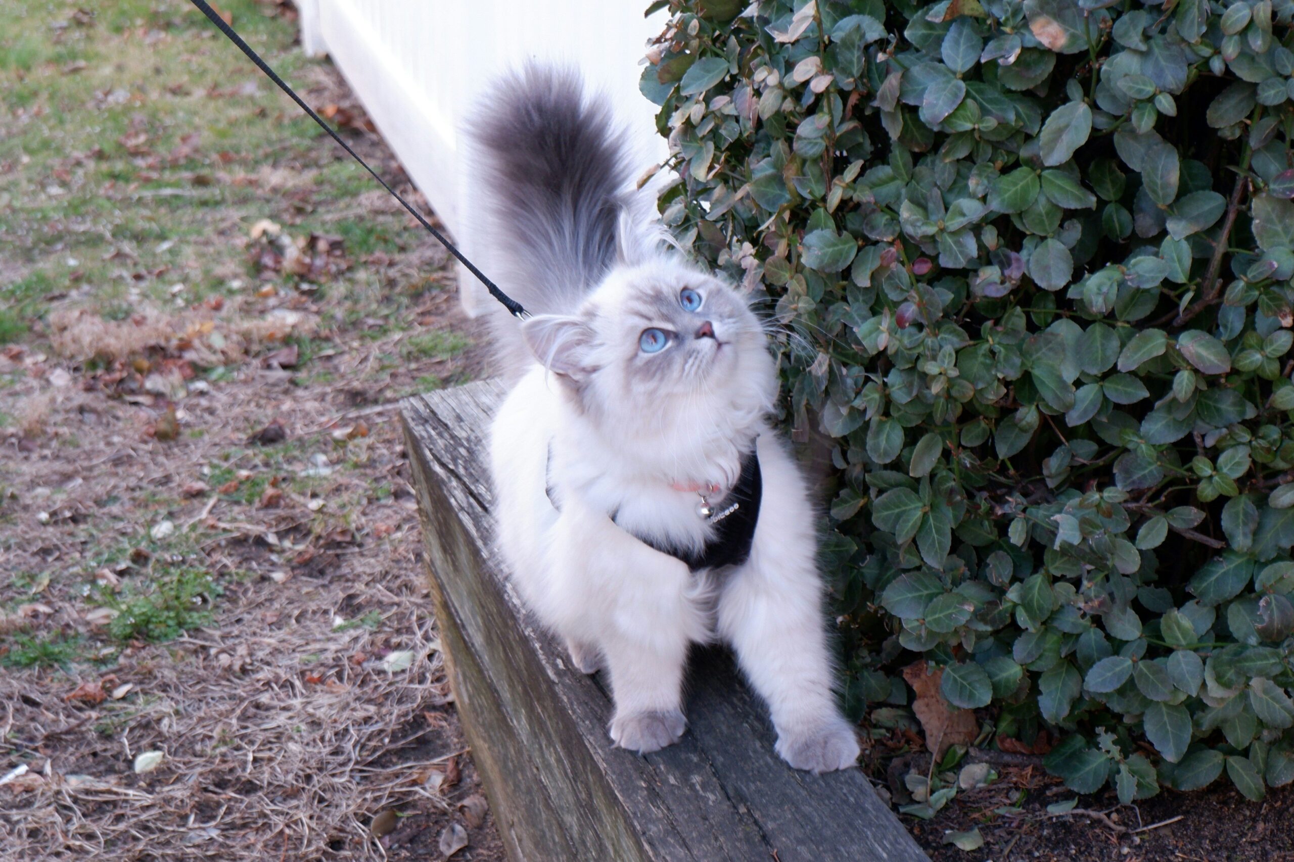 Cat outside on a leashed walk.