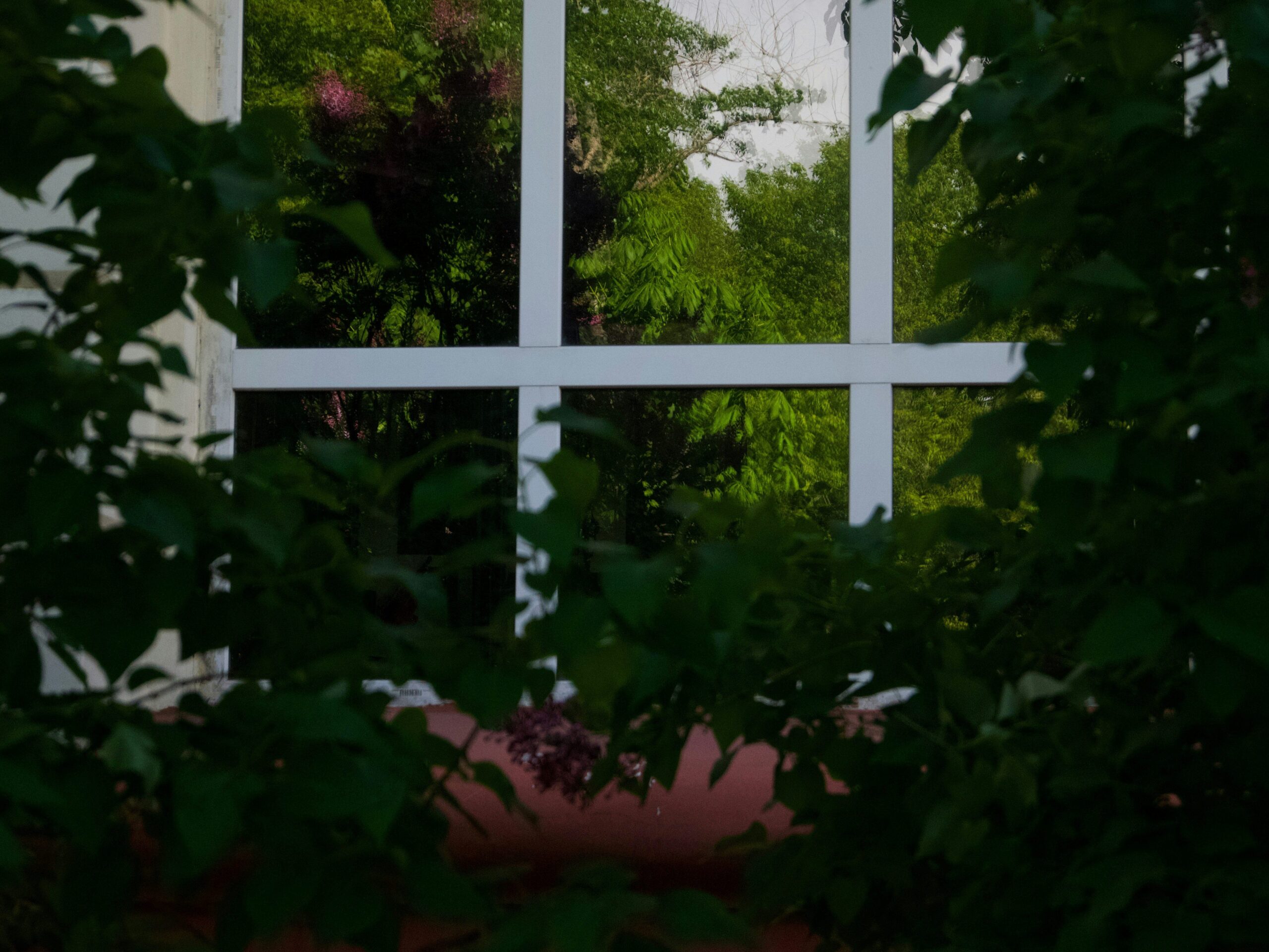 Window with plants reflecting on glass.