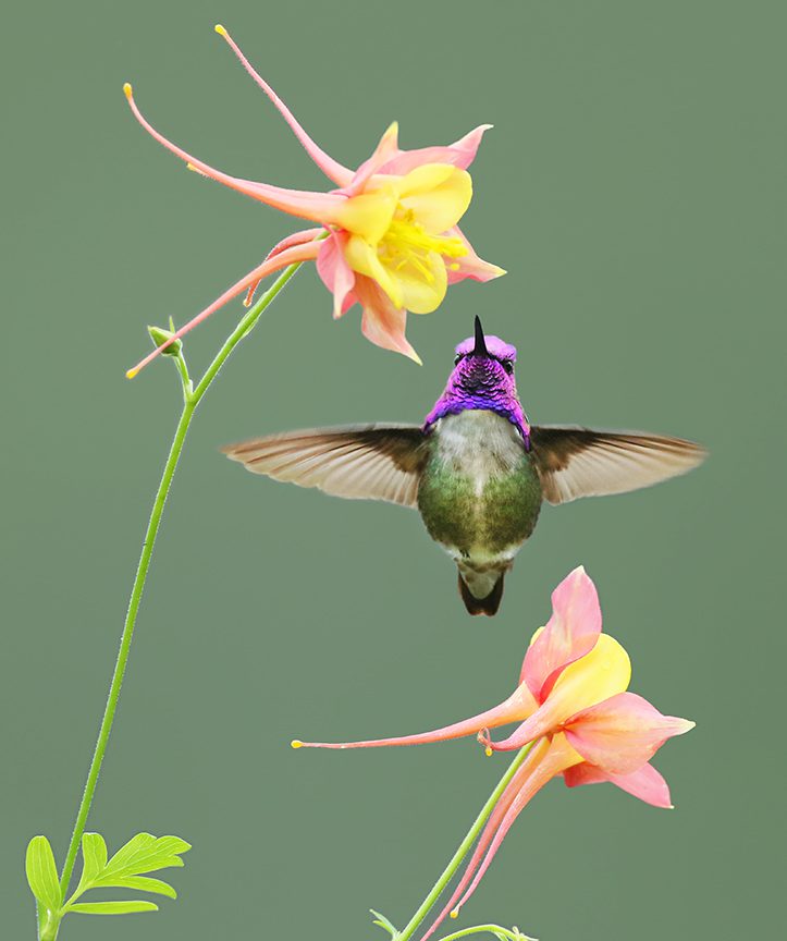 hummingbird feeding on orange and pink flower