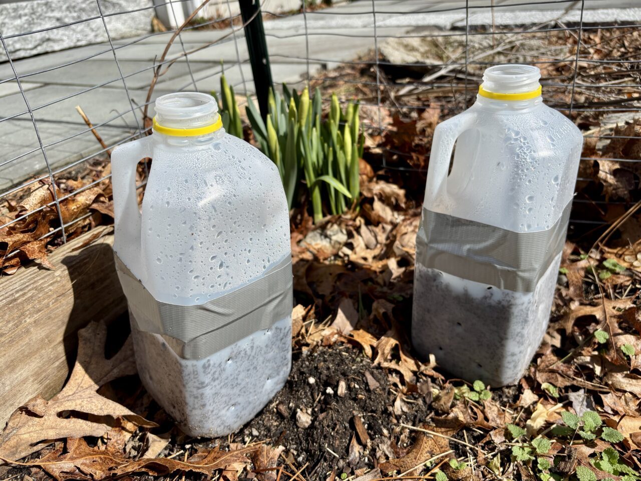 jugs where seeds were planted.