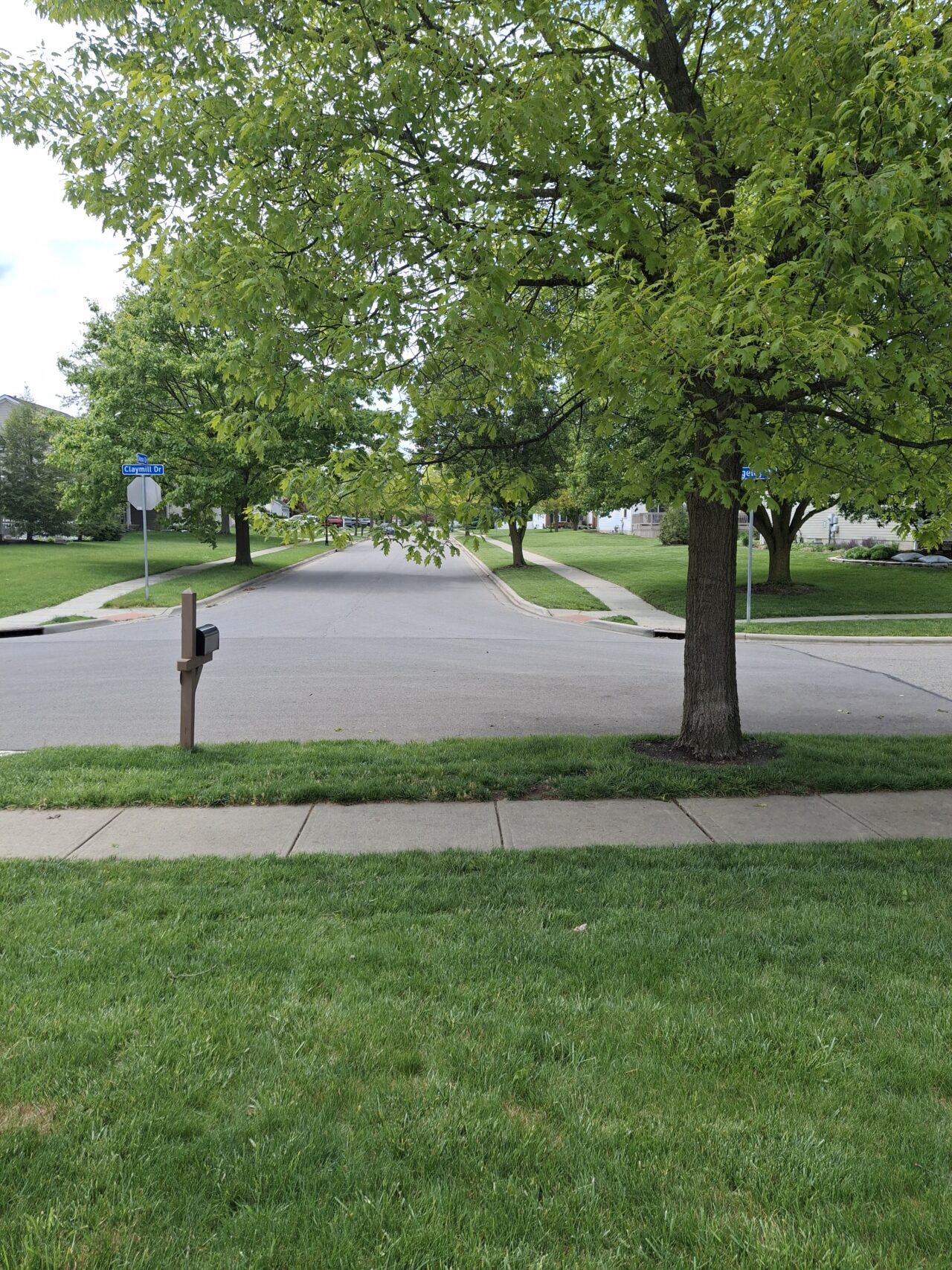 Lawn that will be rennovated.