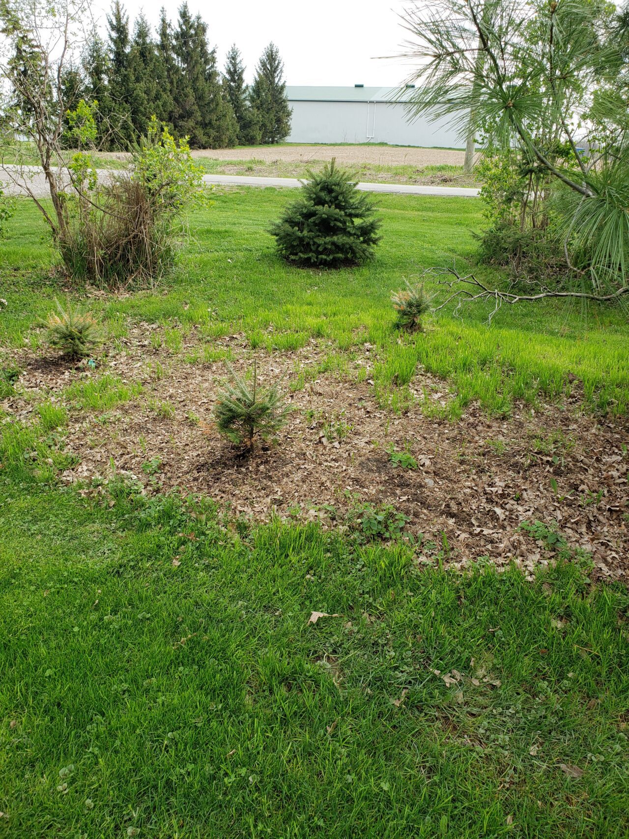 new trees