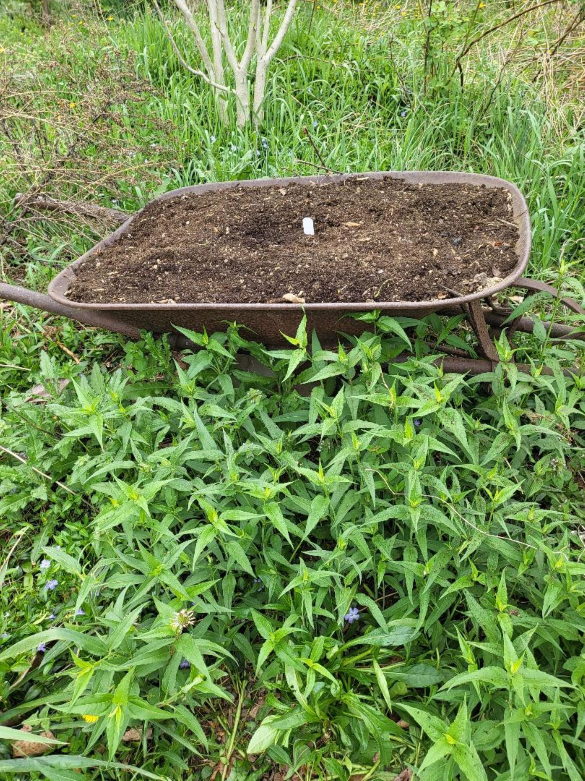 wheelbarrow