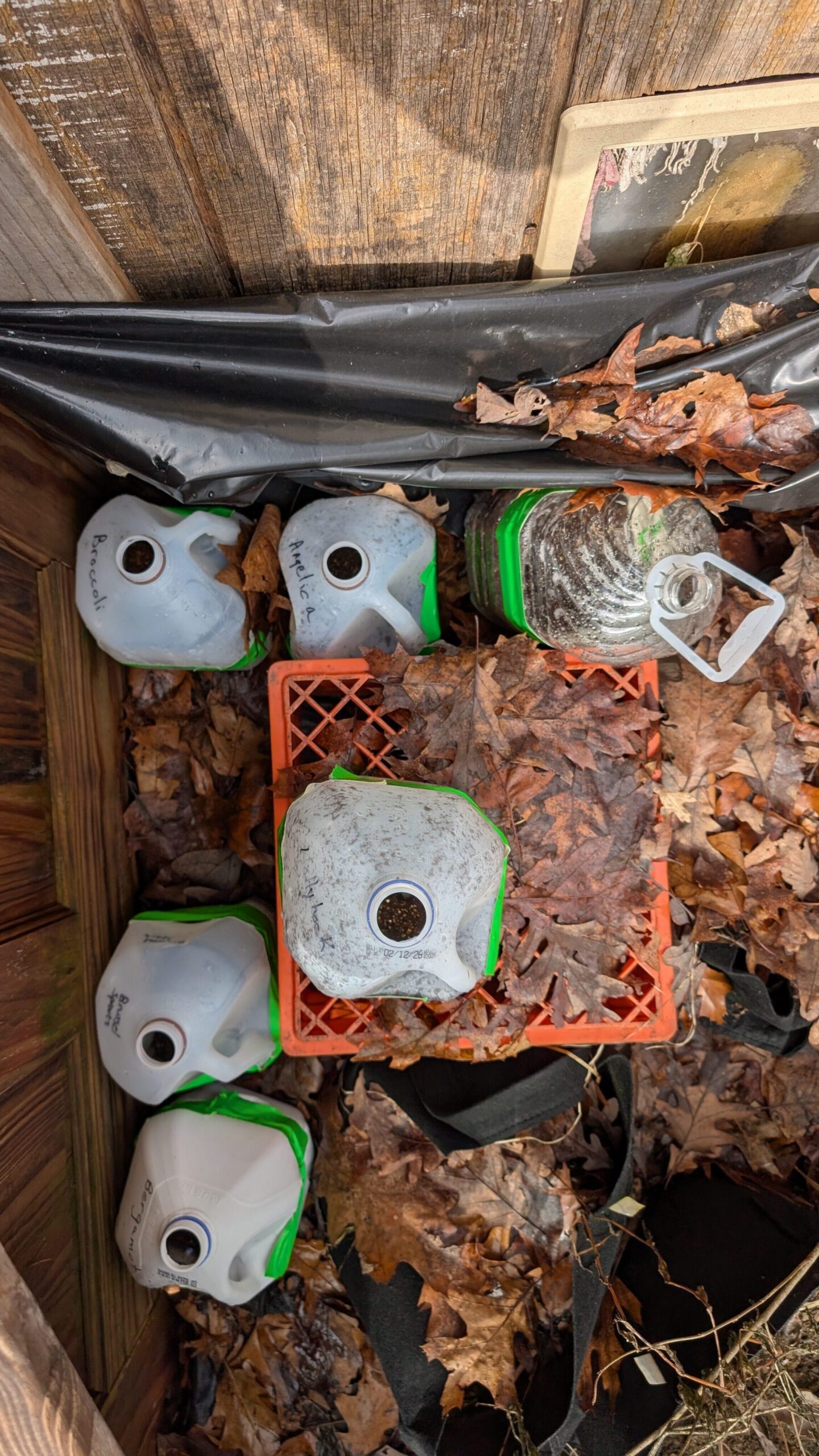 Jugs of plants with seedlings.