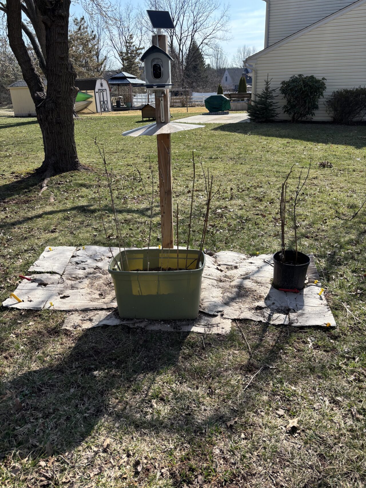 New garden cardboard mulched under bird feeder.