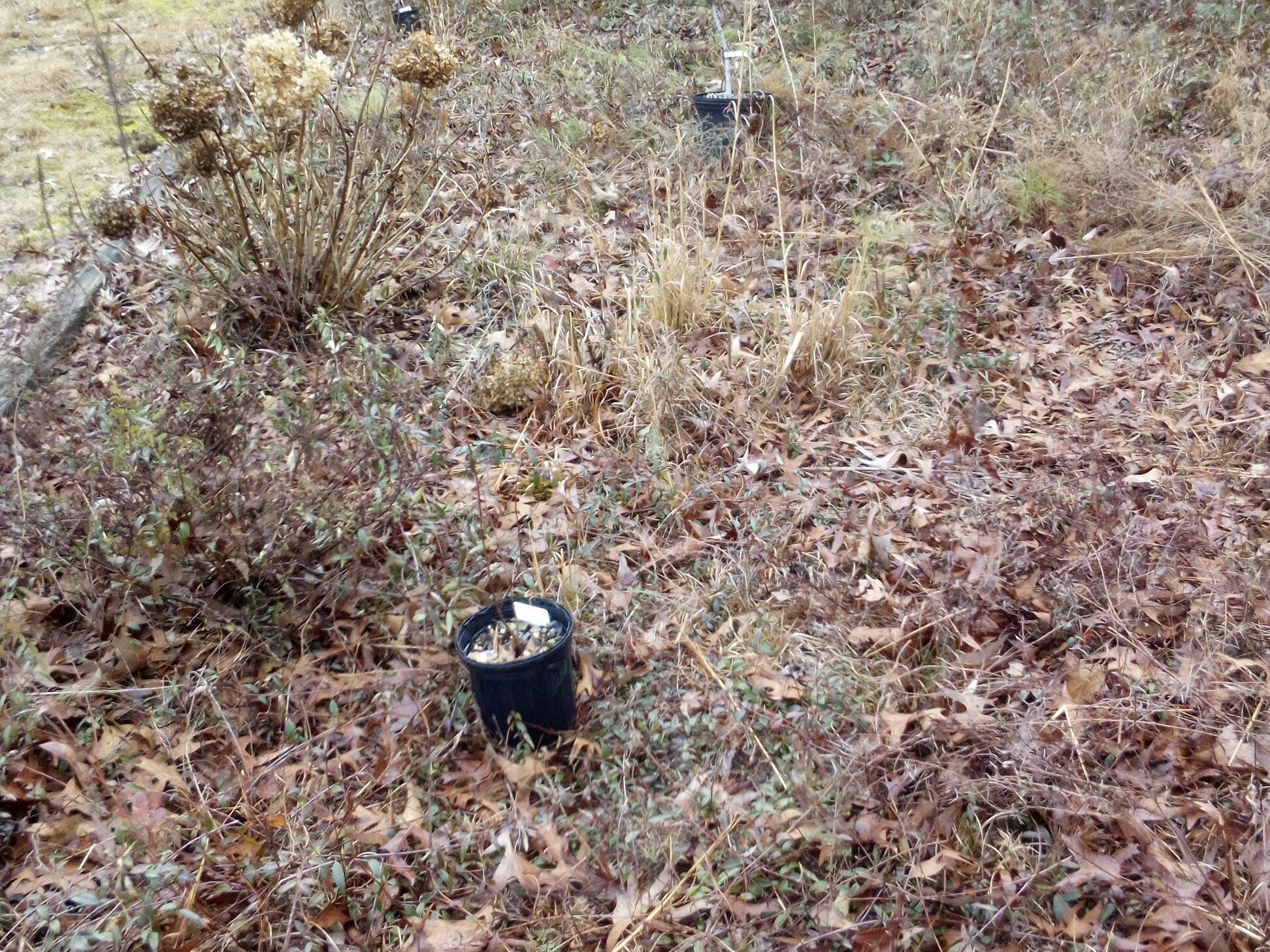 Open space where plants will be addd.