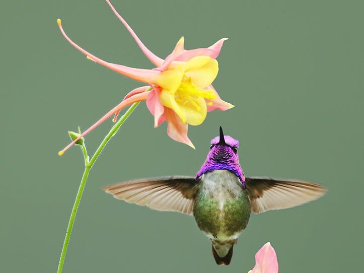 hummingbird feeding on orange and pink flower