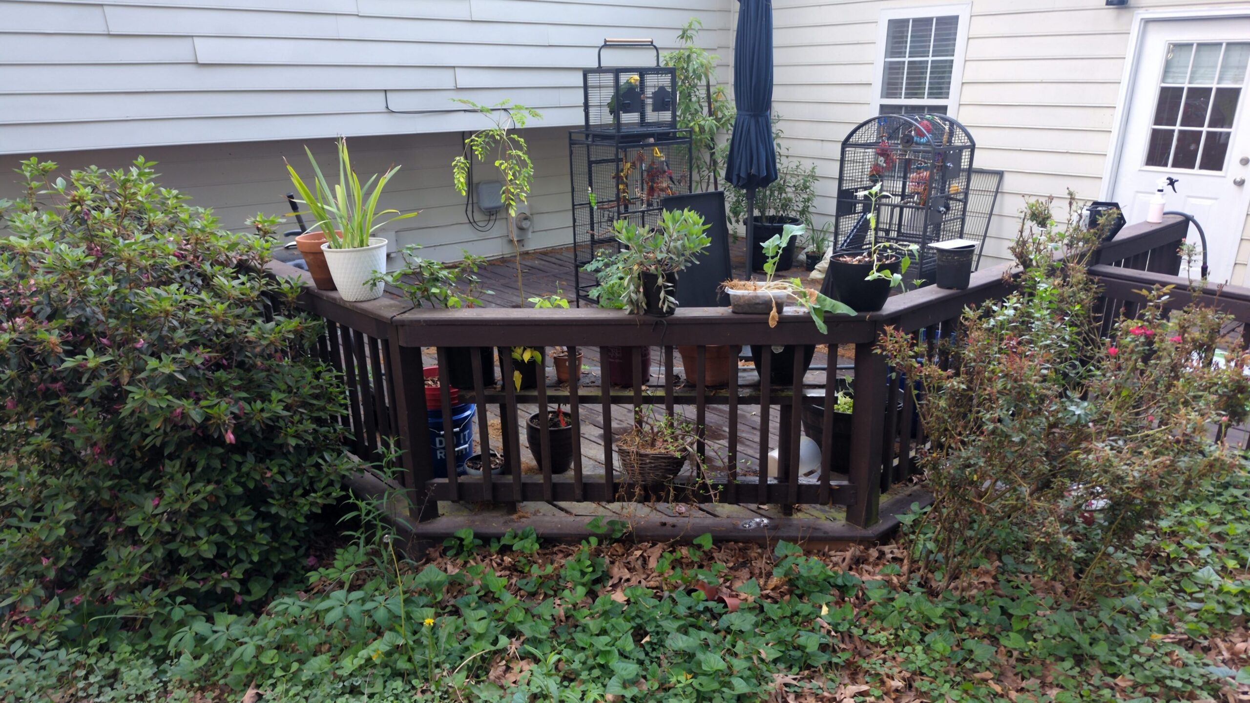patio with garden