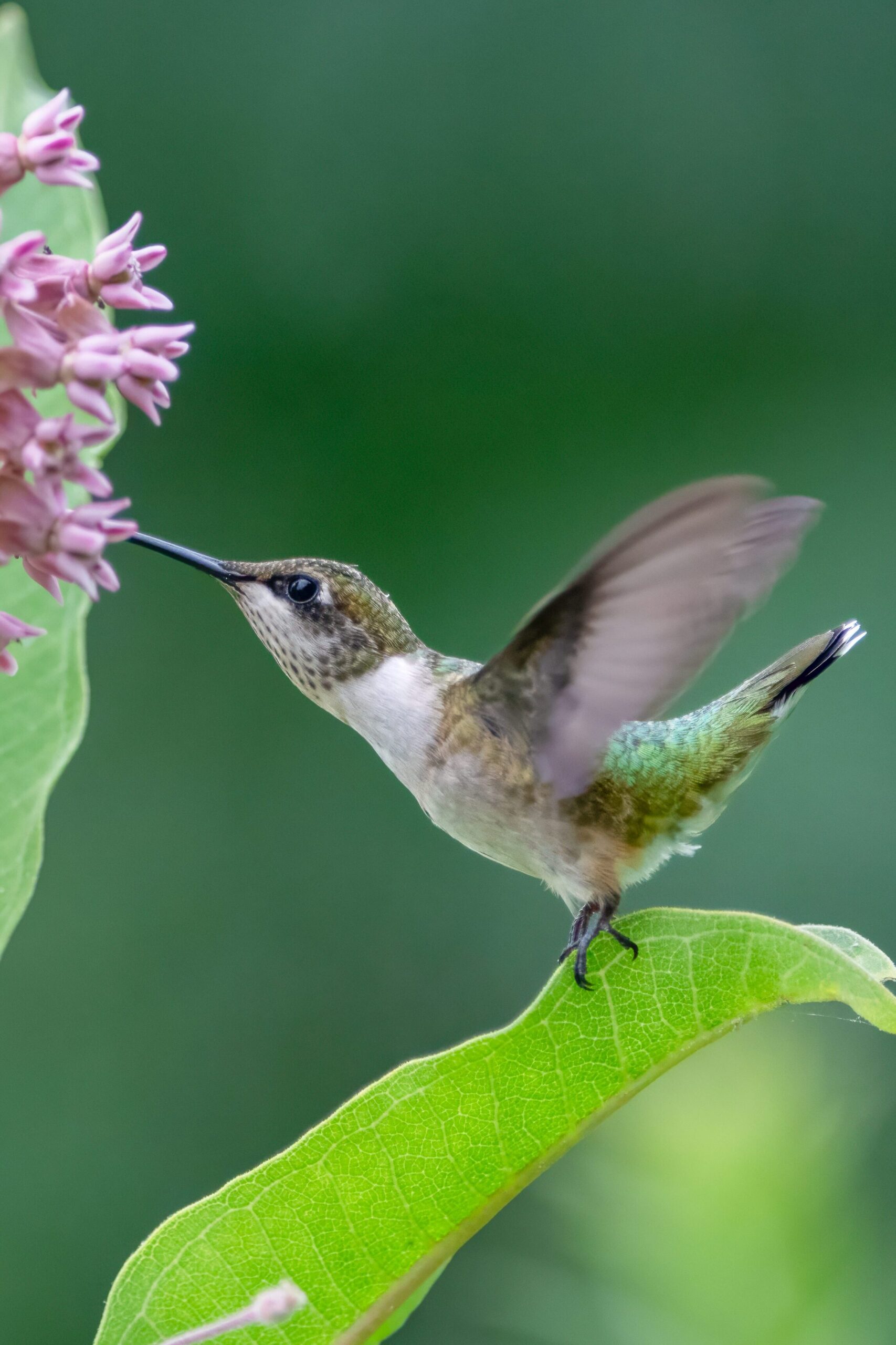 hummingbird on milkweed