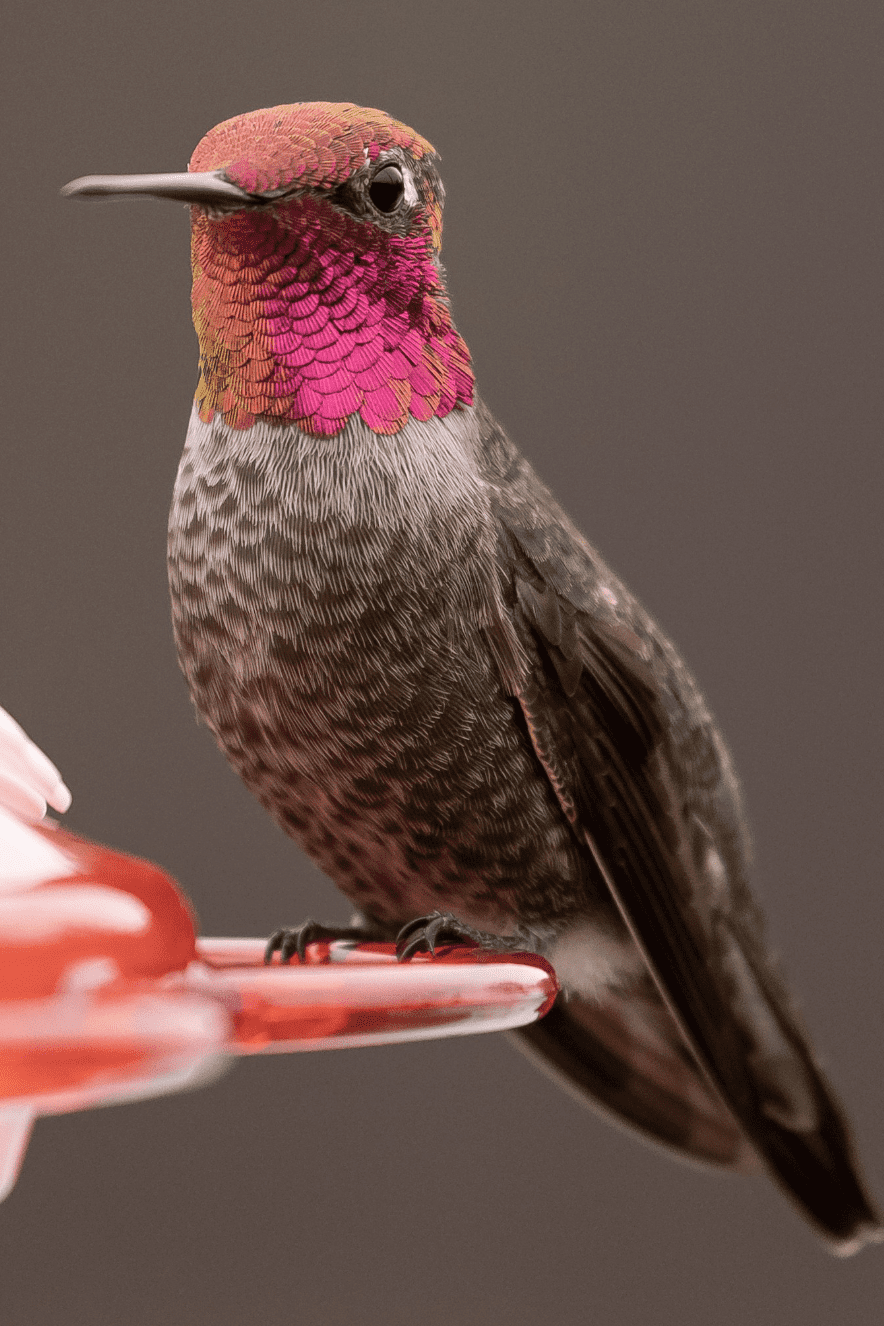anna's hummer on feeder