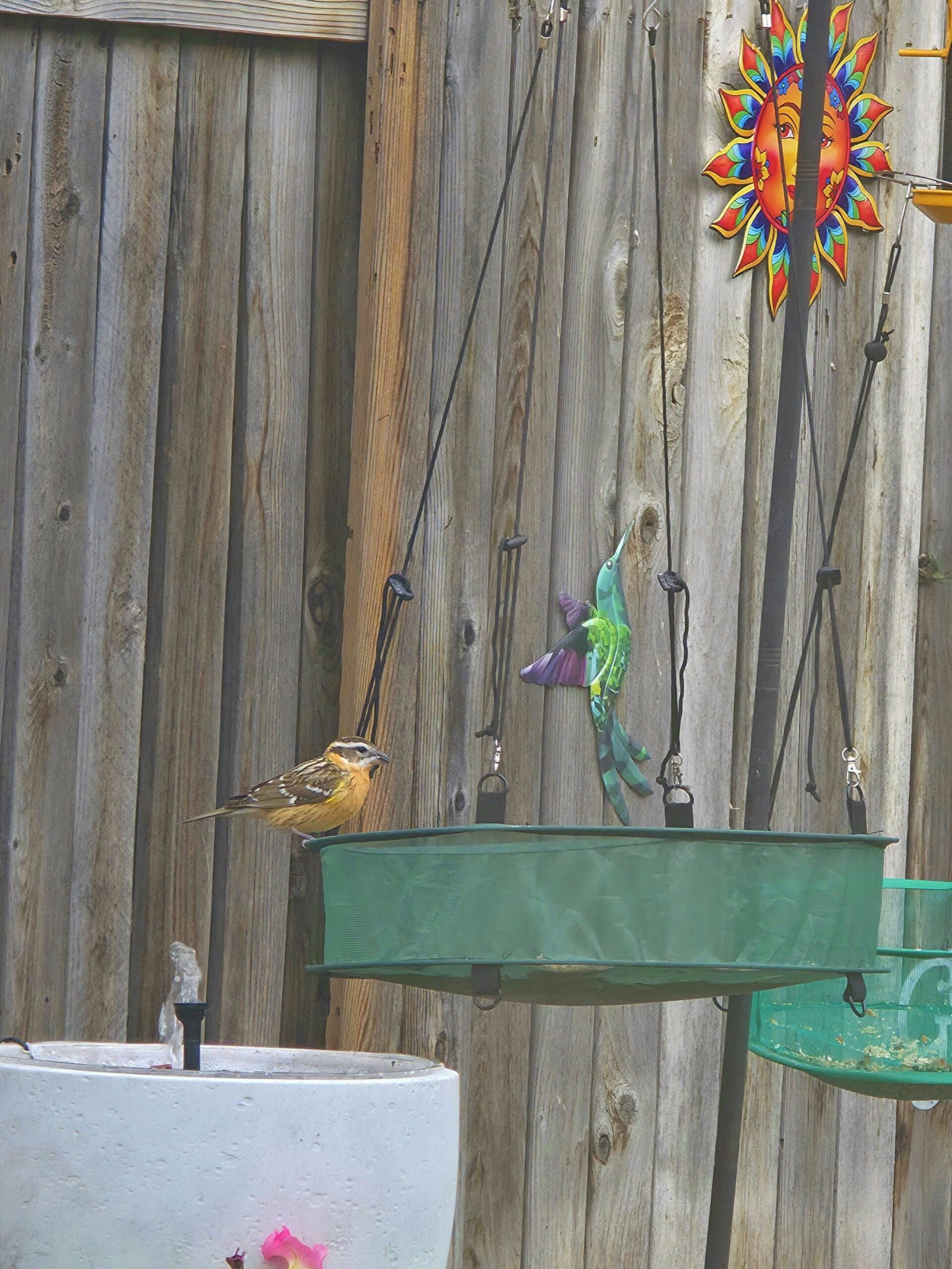 bird using bird bath
