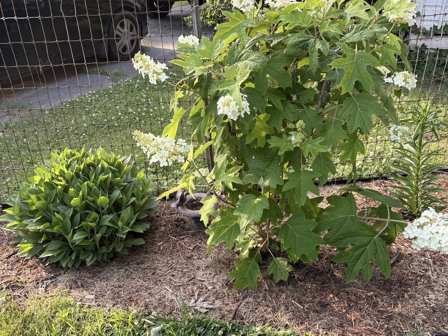 birdbath behind bush