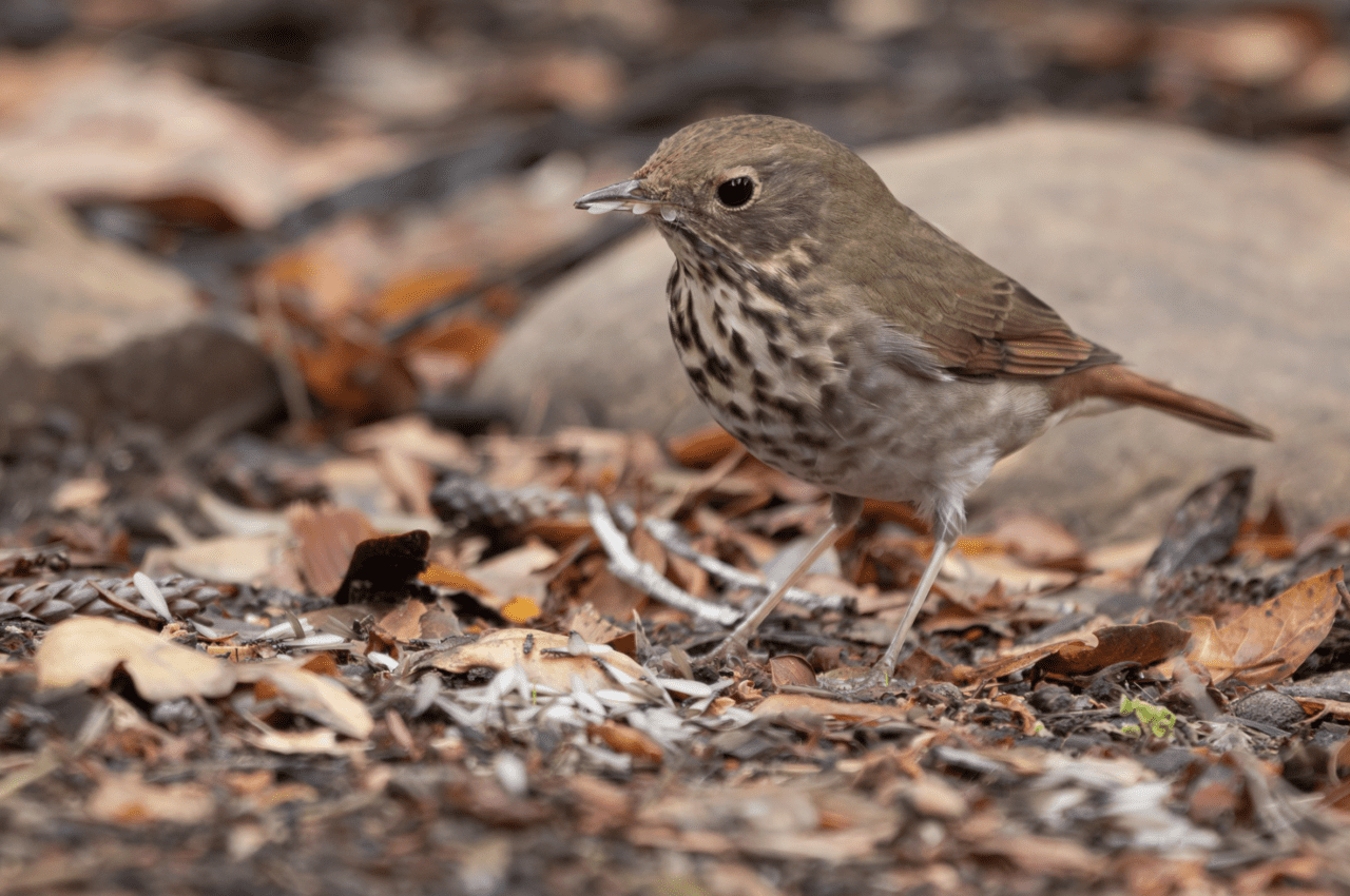 bird in leaves