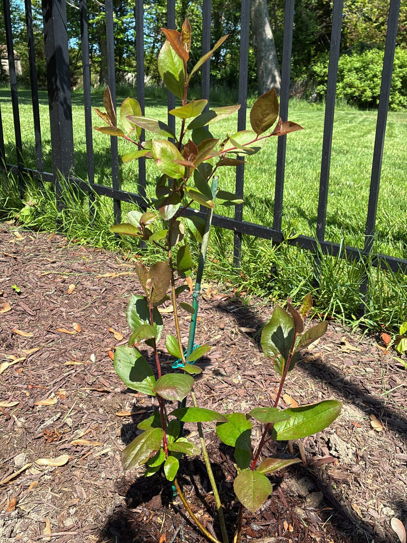 new plant