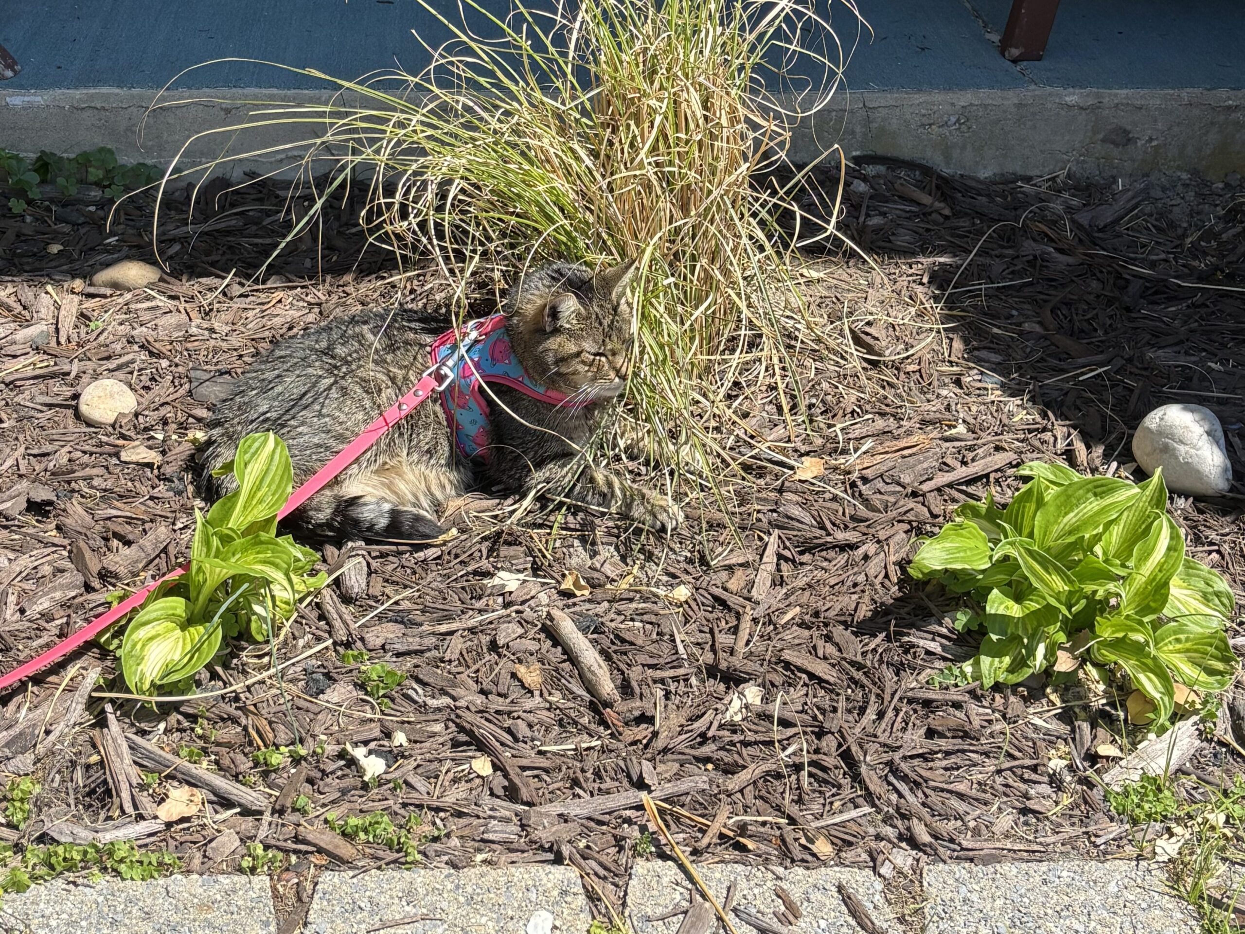 cat on leash