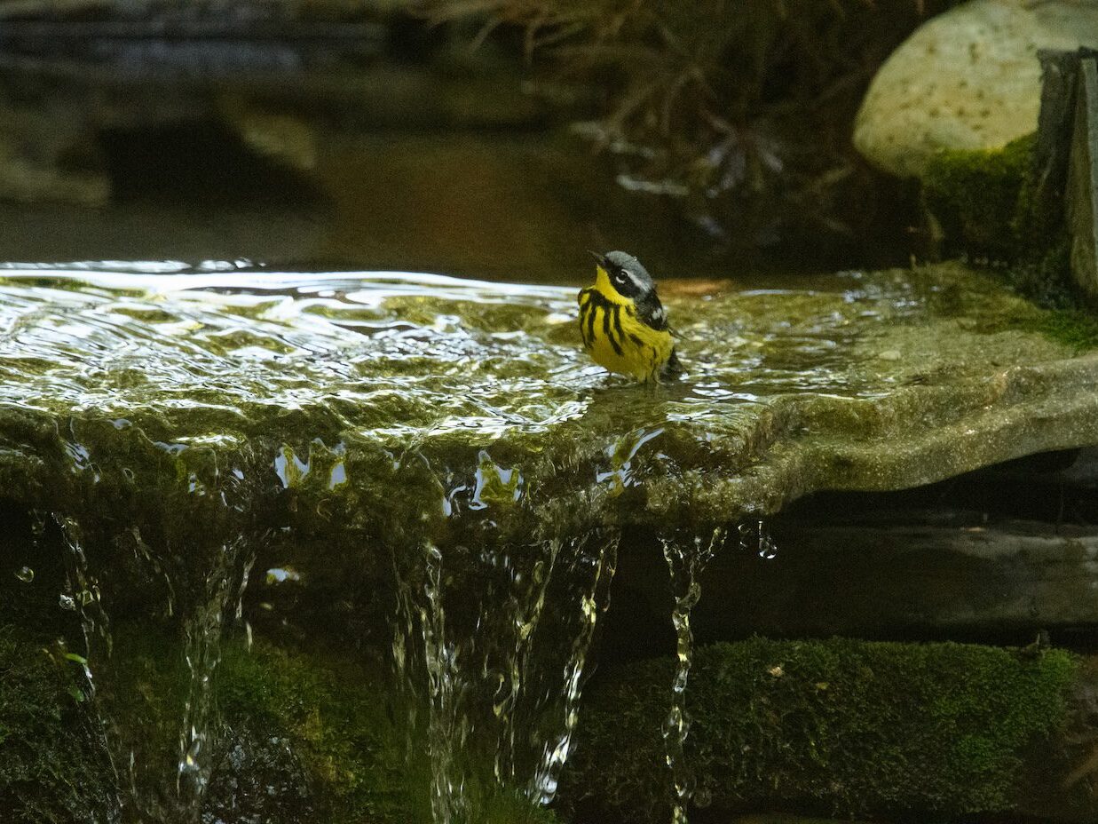 magnolia warbler in bird bath
