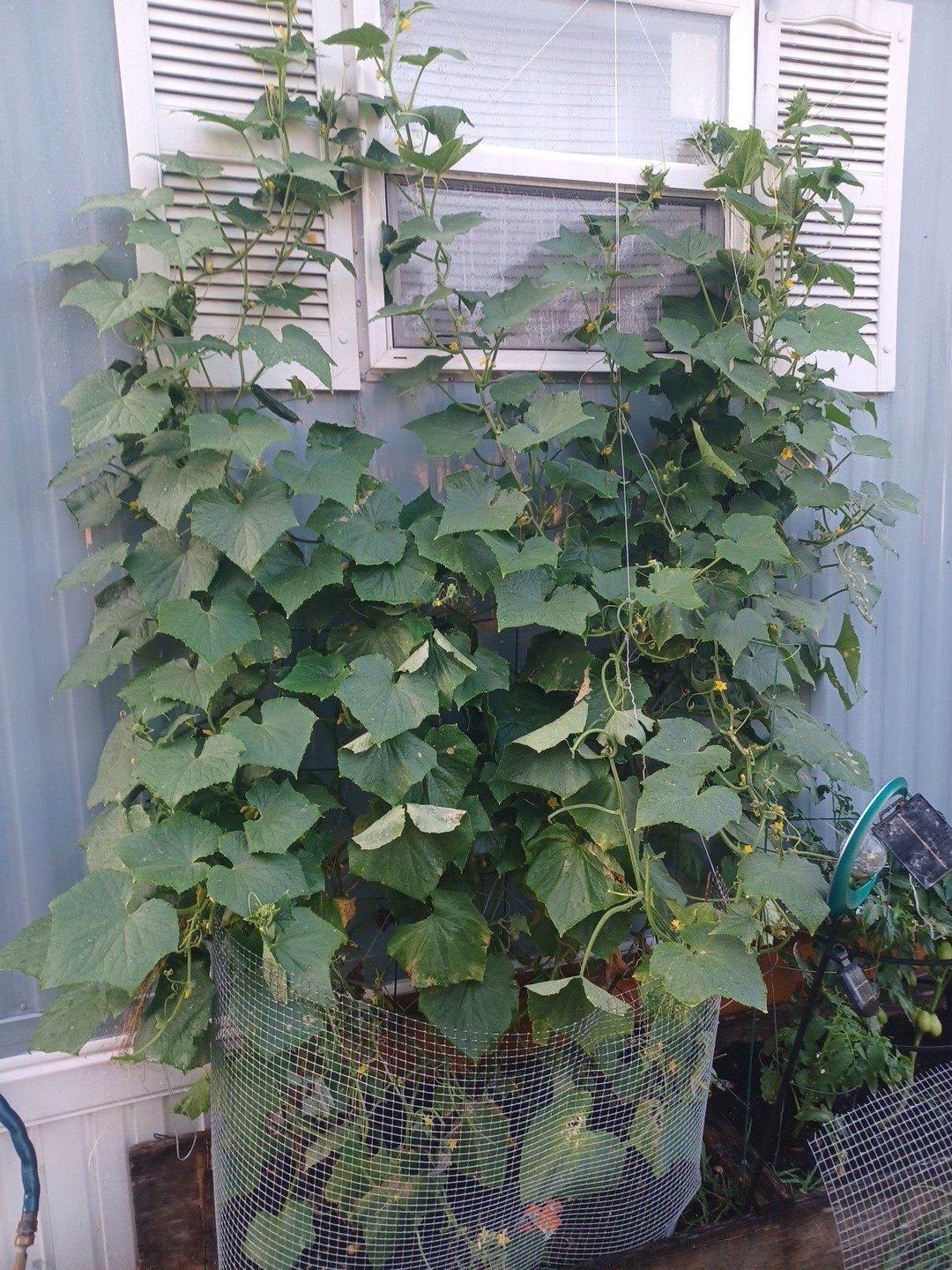 cucumber up window
