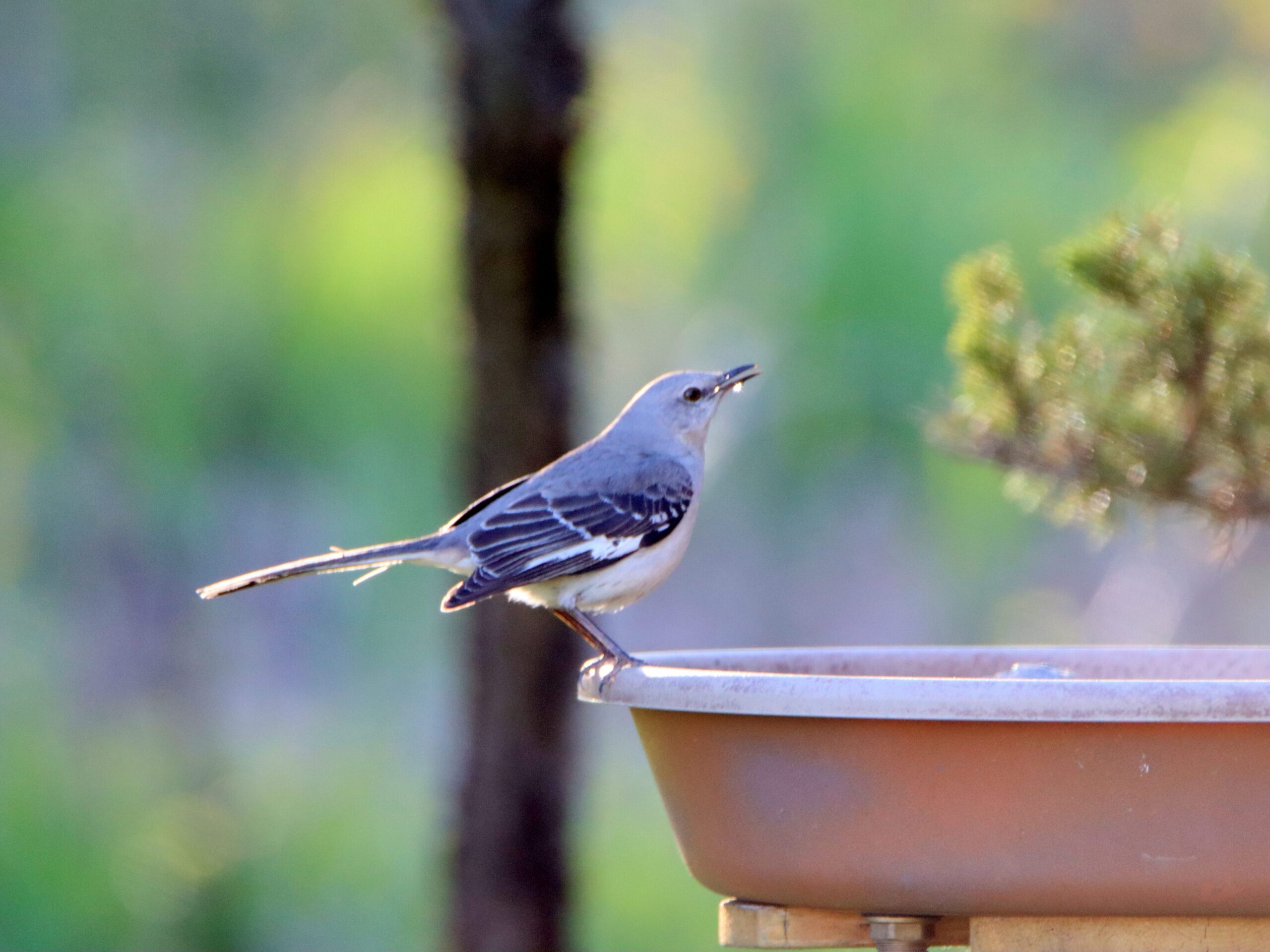 bird using bird bath