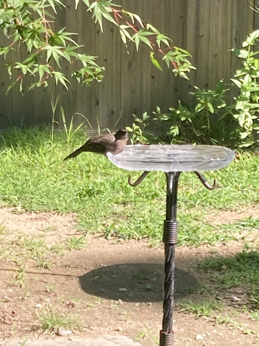 birdbath