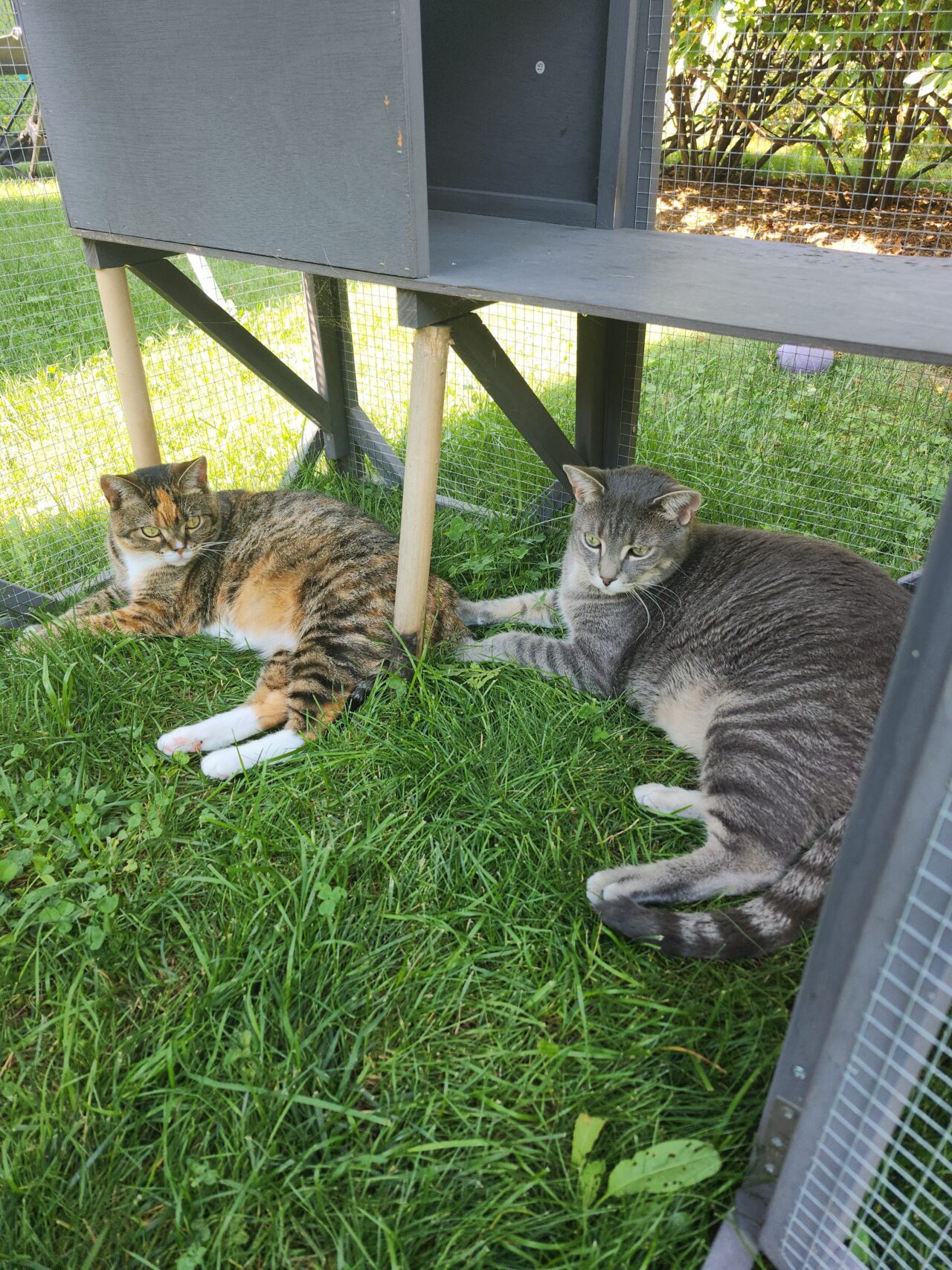 cats in catio