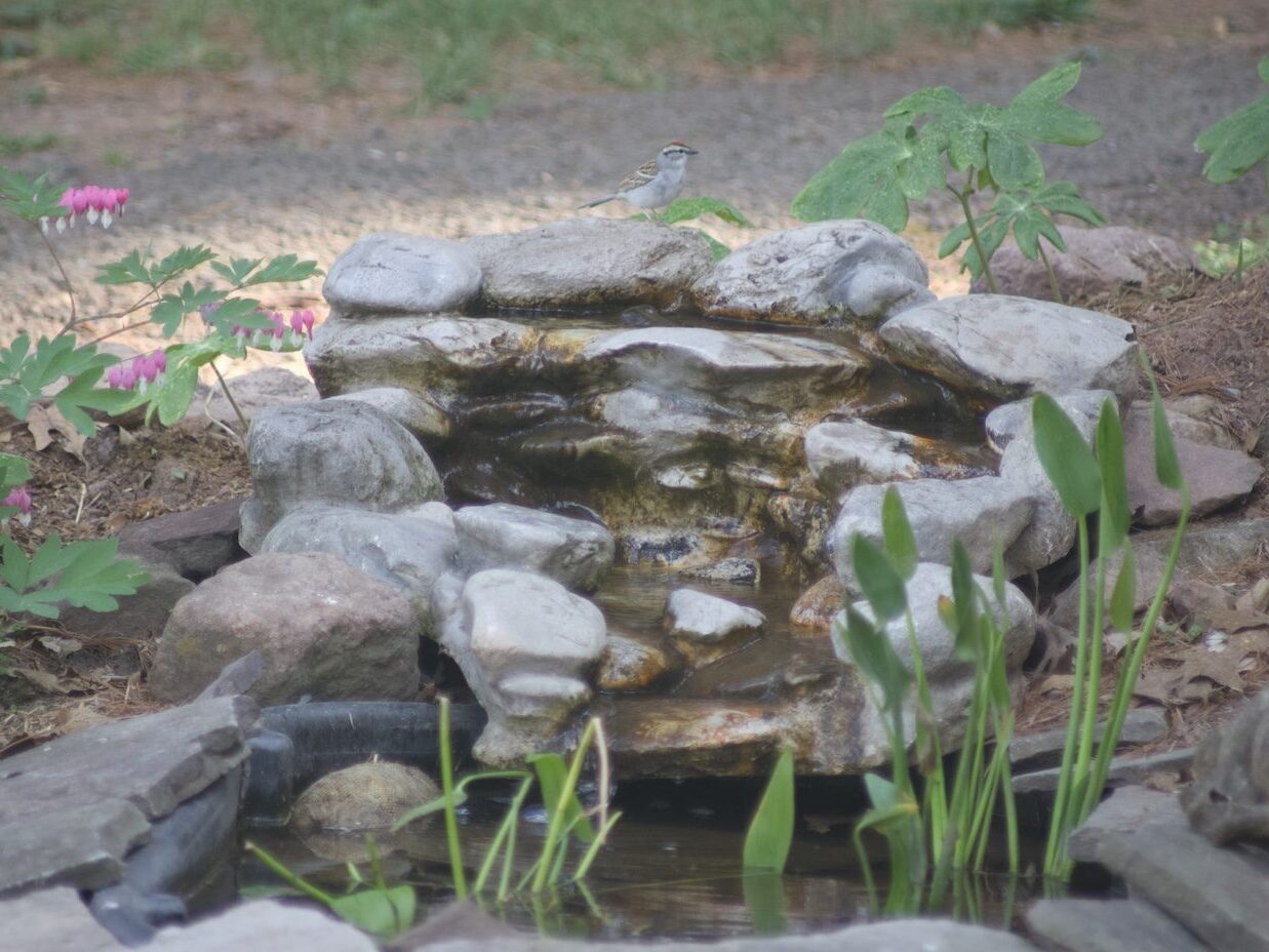 waterfall pond feature