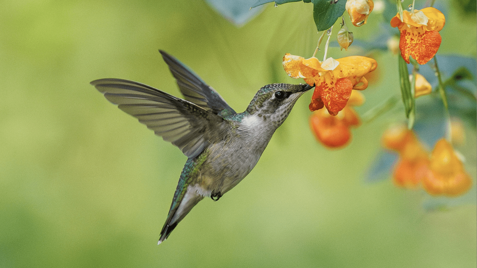 ruby-throated on jewelweed