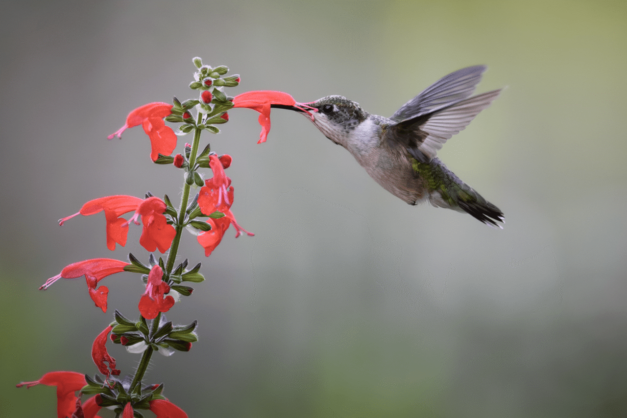 Hummingbird feeding on flower.